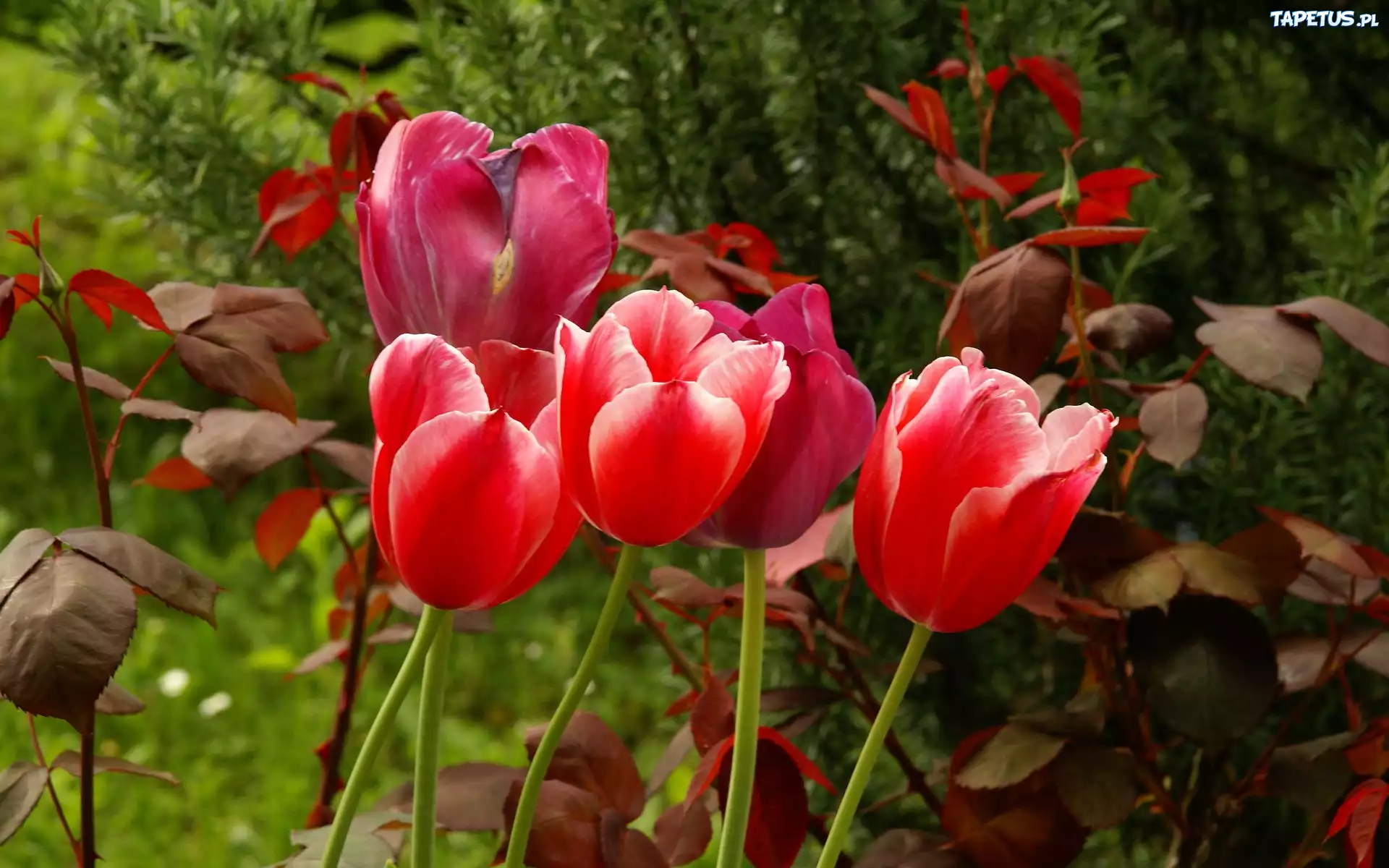 Czerwone, Tulipany, Listki