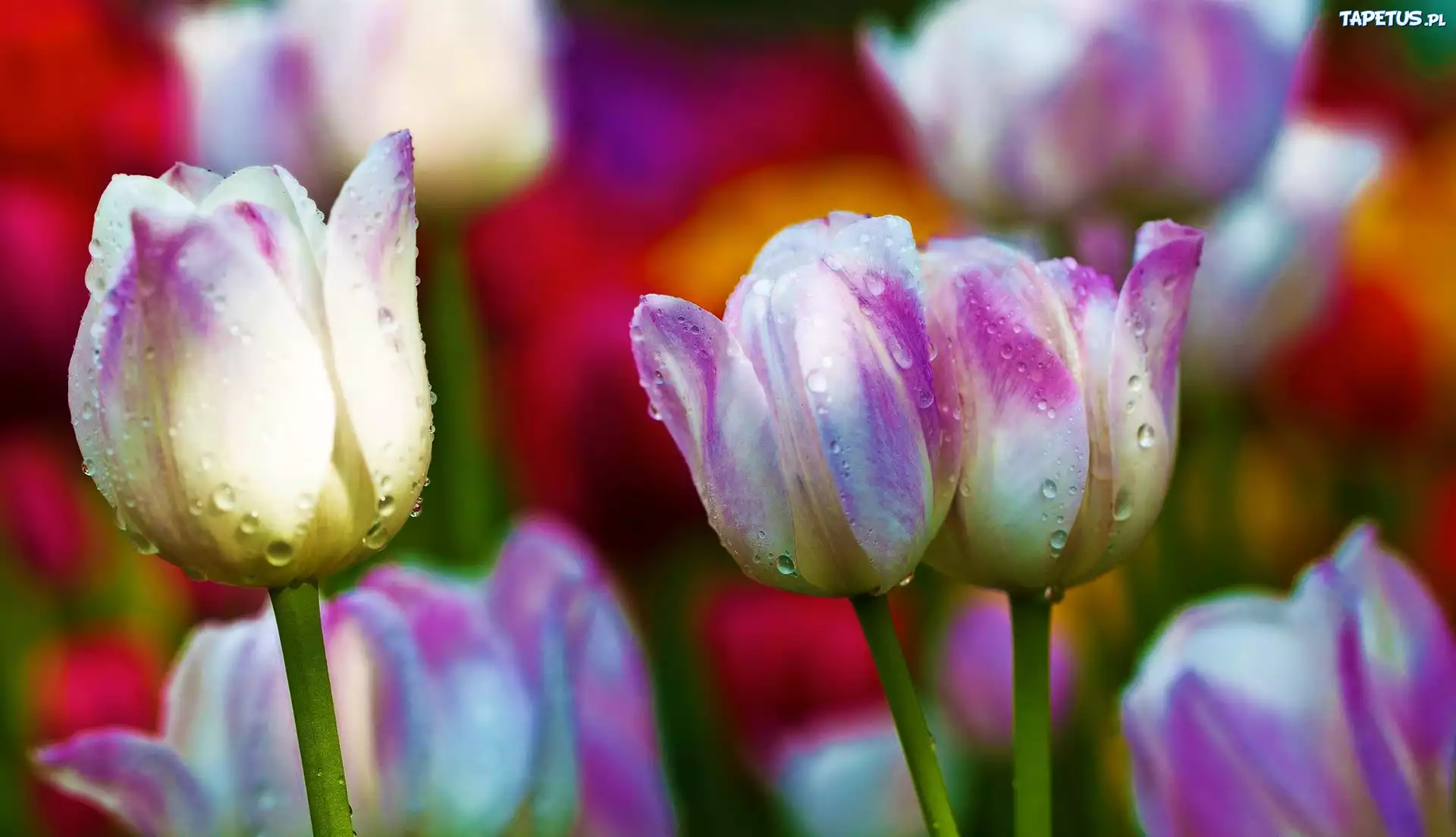 Kolorowe, Tulipany, Krople