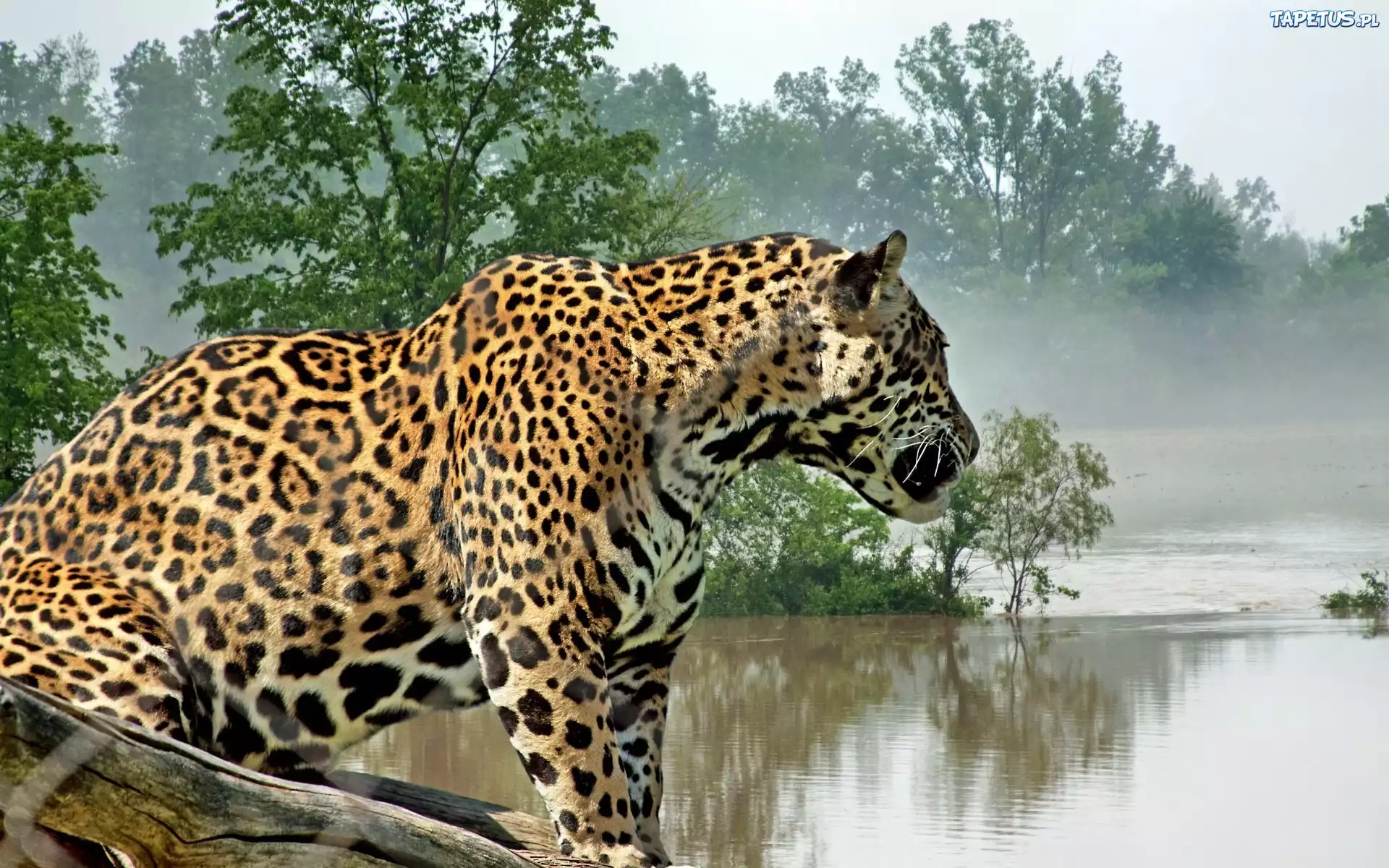 Jaguar, Woda, Mgła