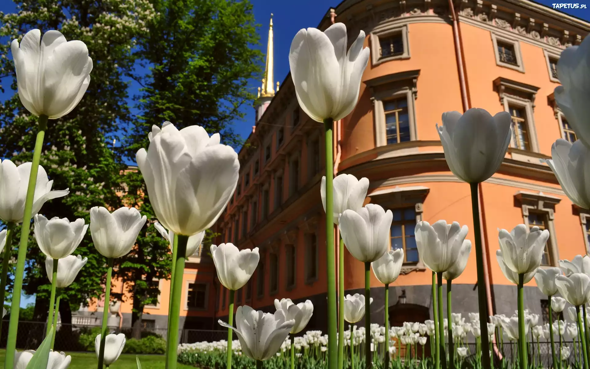 Białe, Tulipany, Budynek