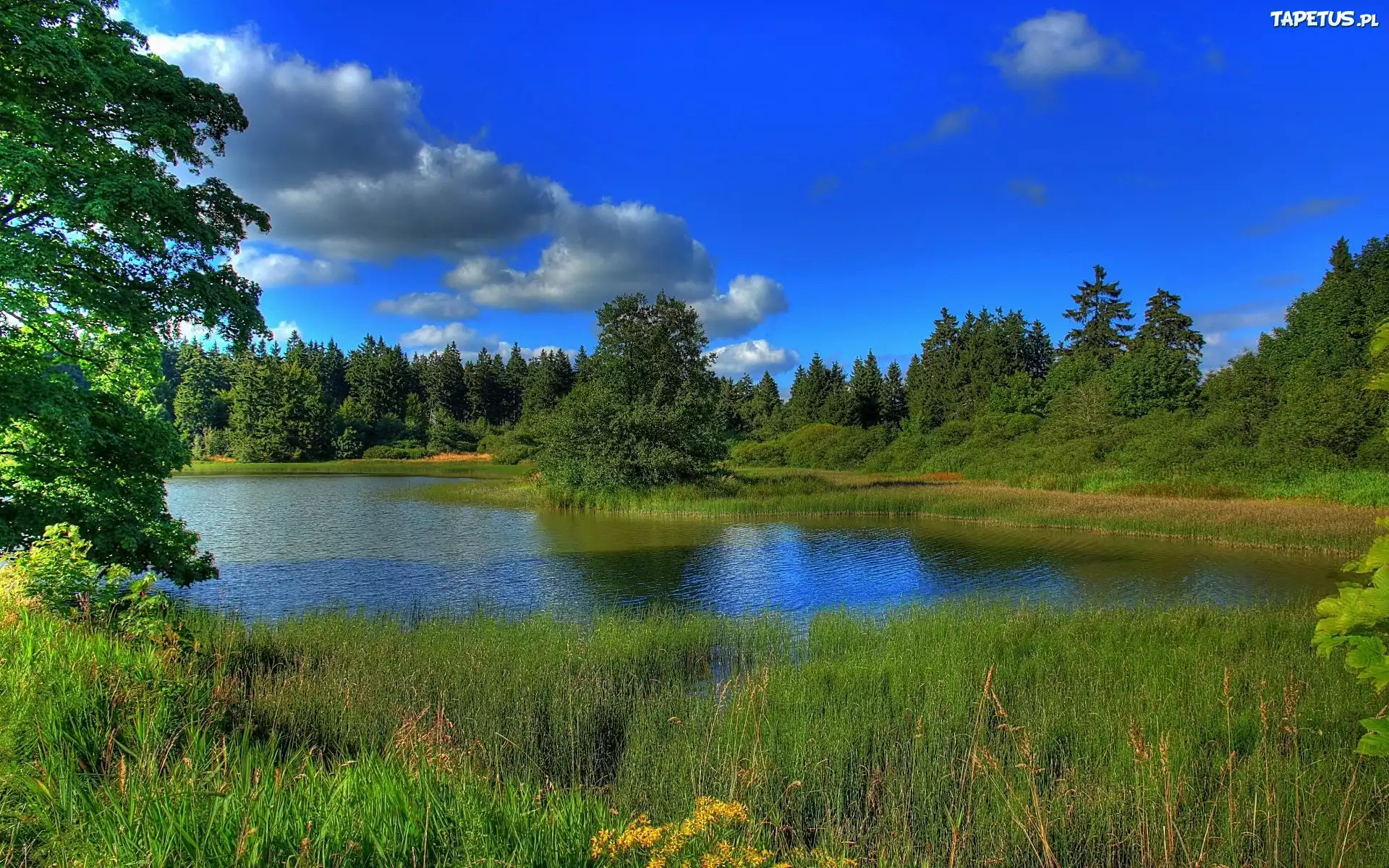 Jezioro, Szuwary, Las, Lato