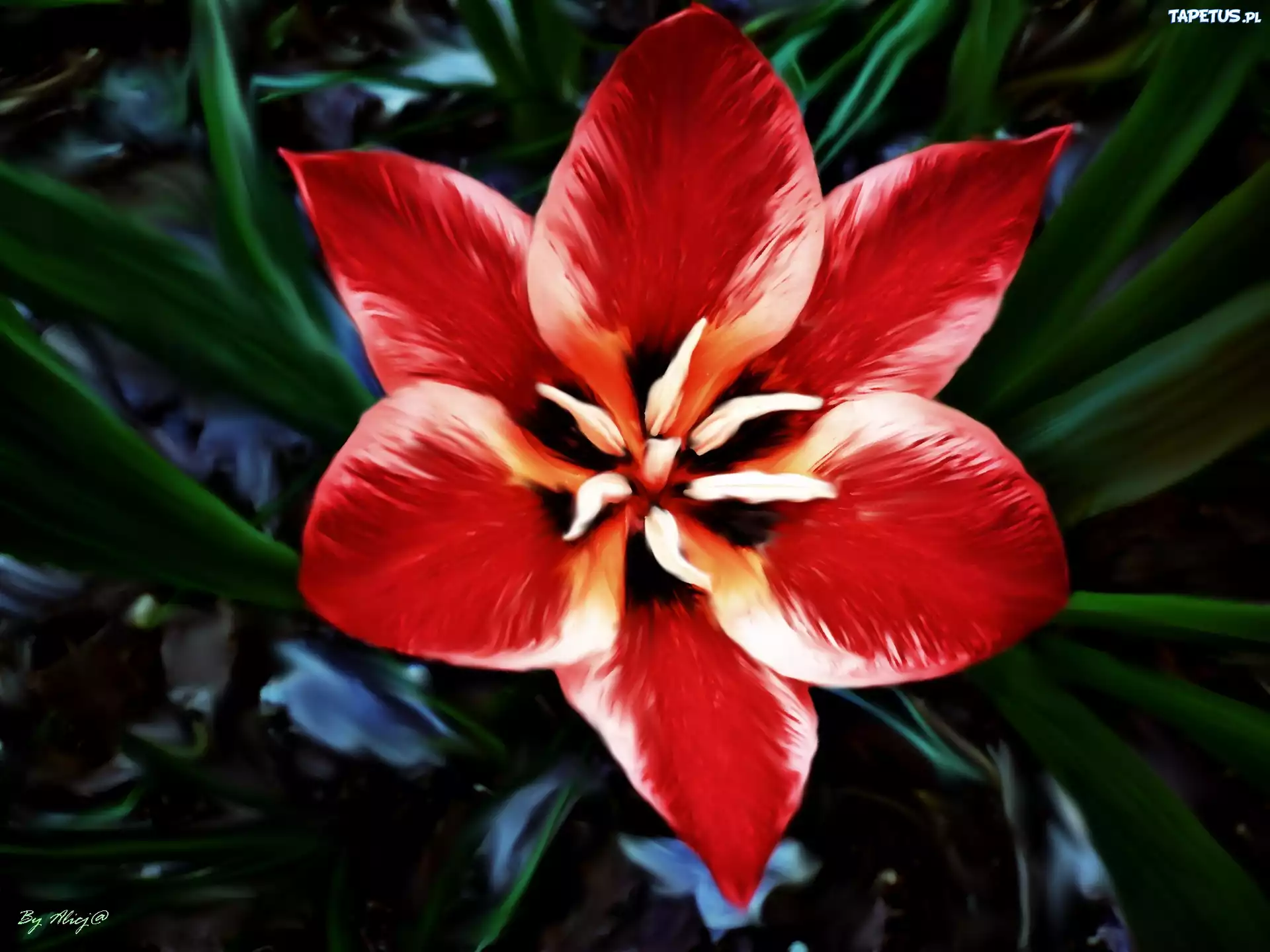 Czerwony, Rozkwitły, Tulipan