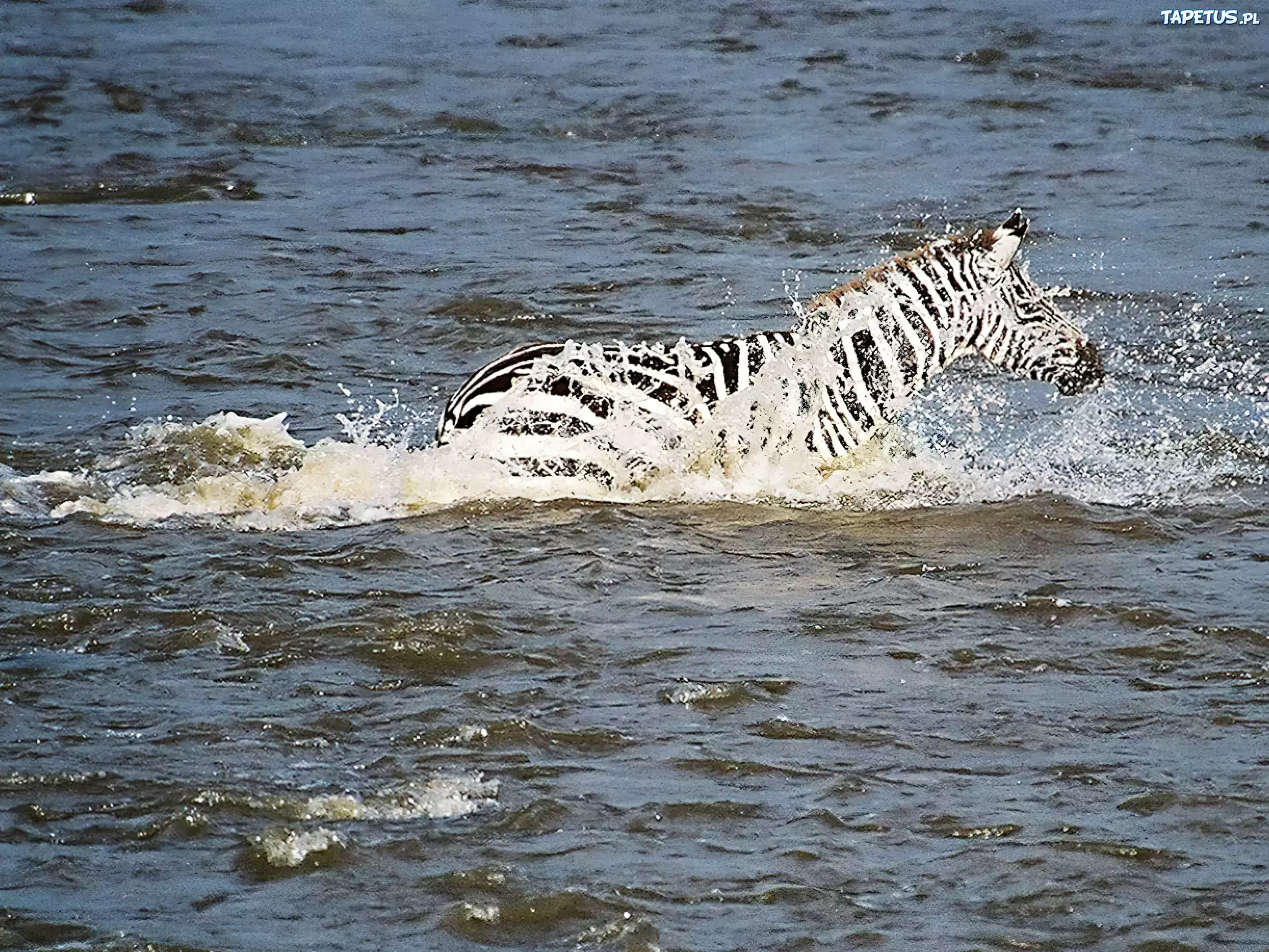 Zebra, woda