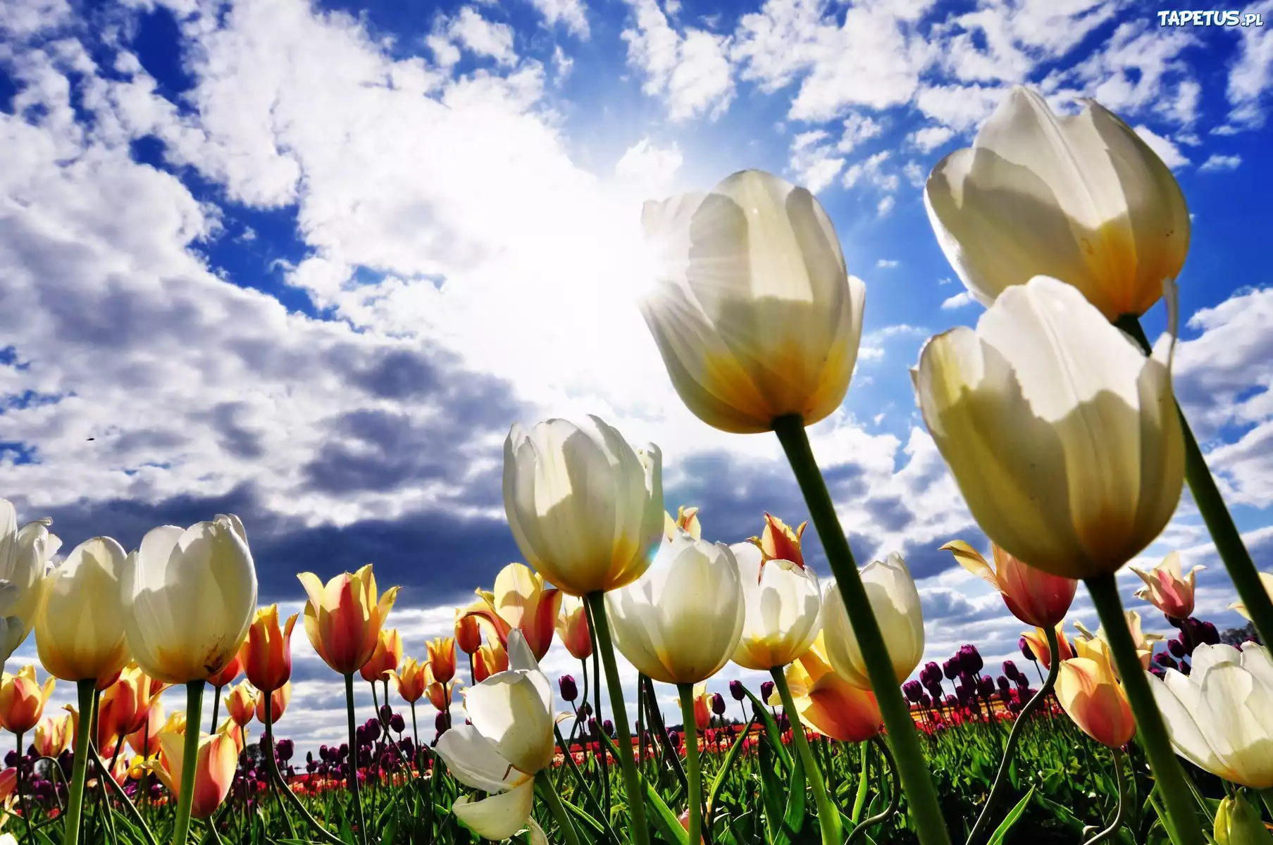 Tulipany, Chmury
