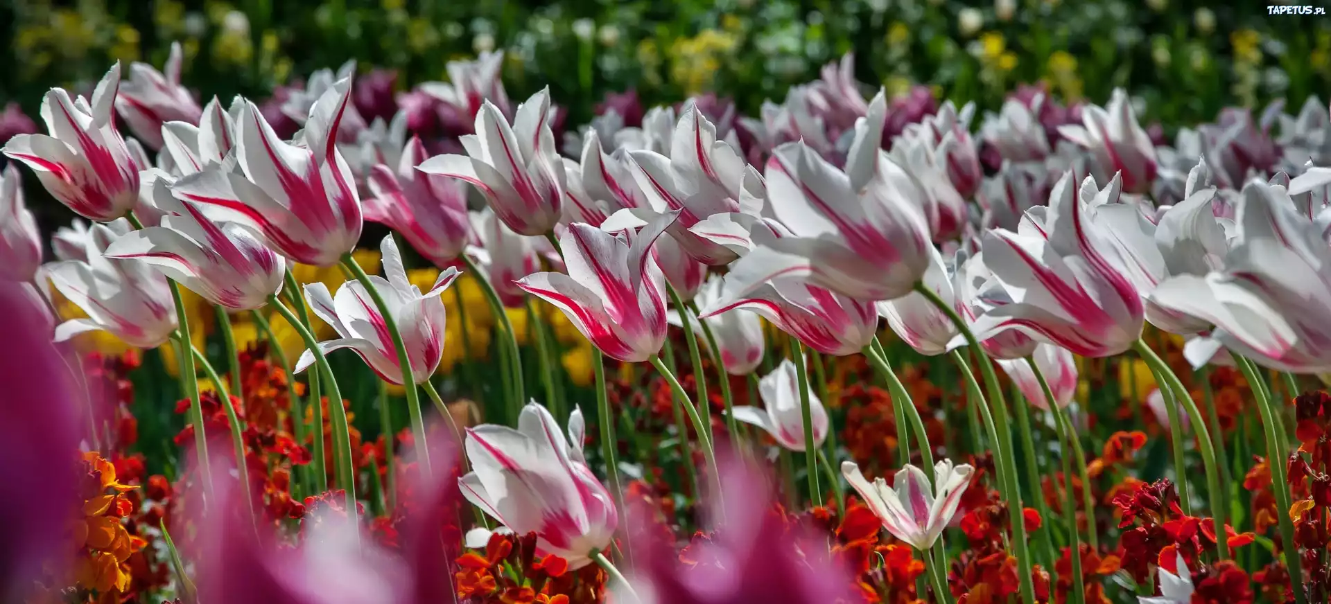 Kwiaty, Tulipany