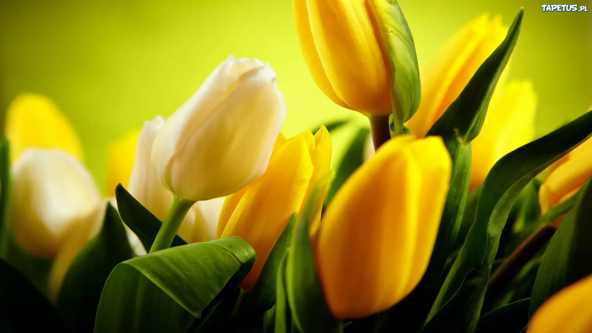 Białe, Żółte, Tulipany