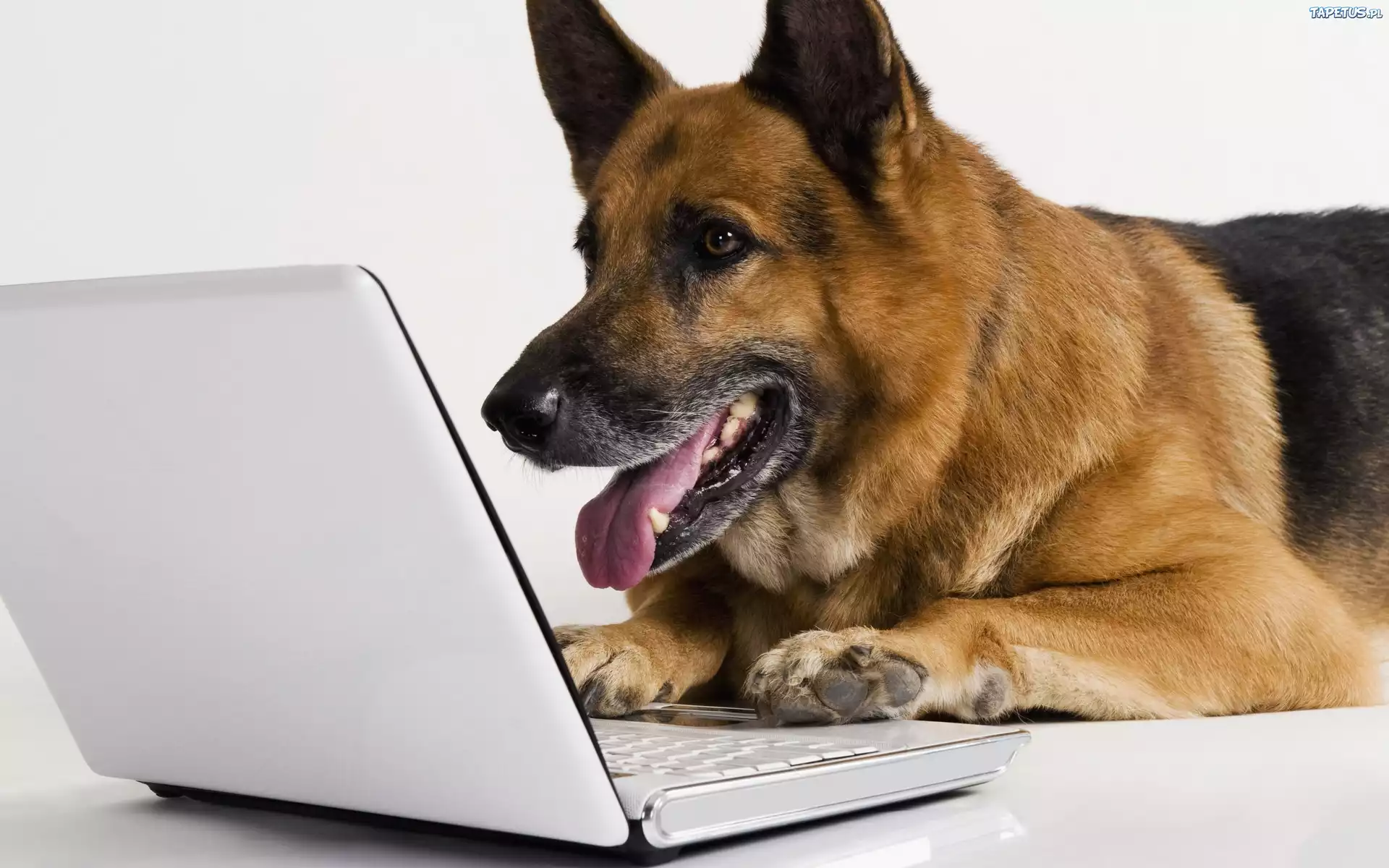 Piesek, Owczarek, Niemiecki, Laptop