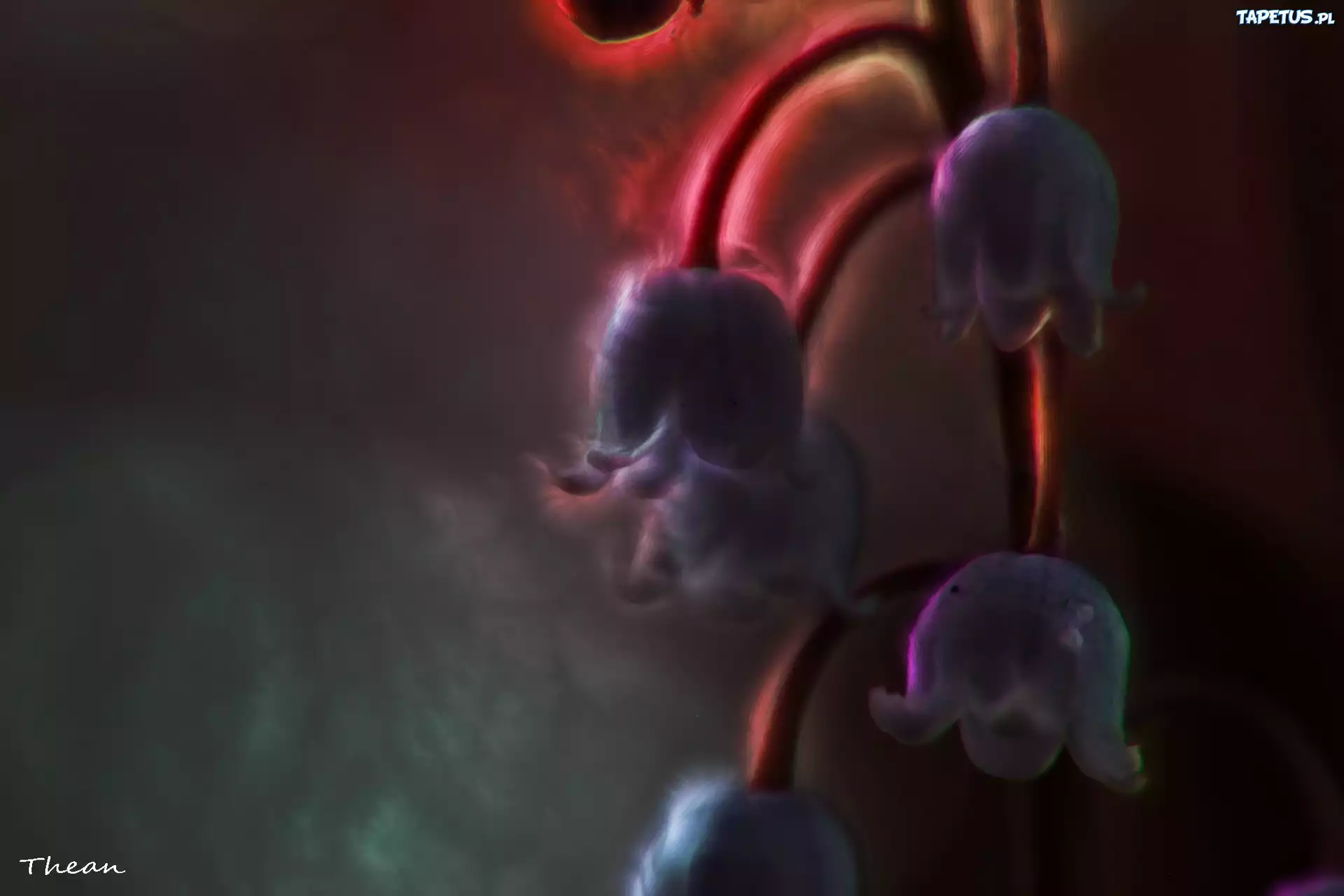 Konwalia Majowa, Fractalius