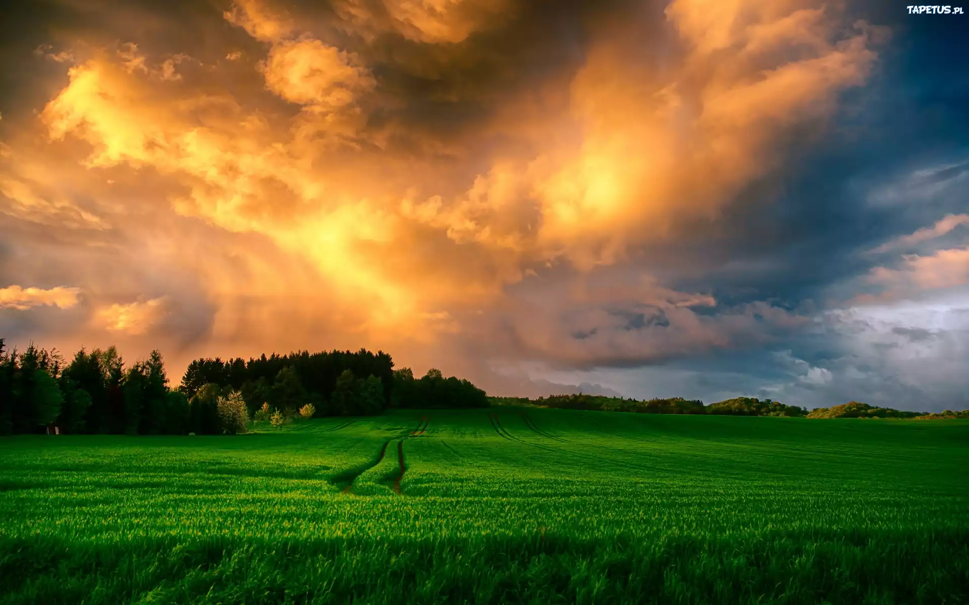 Zachód, Słońca, Pola, Trawy