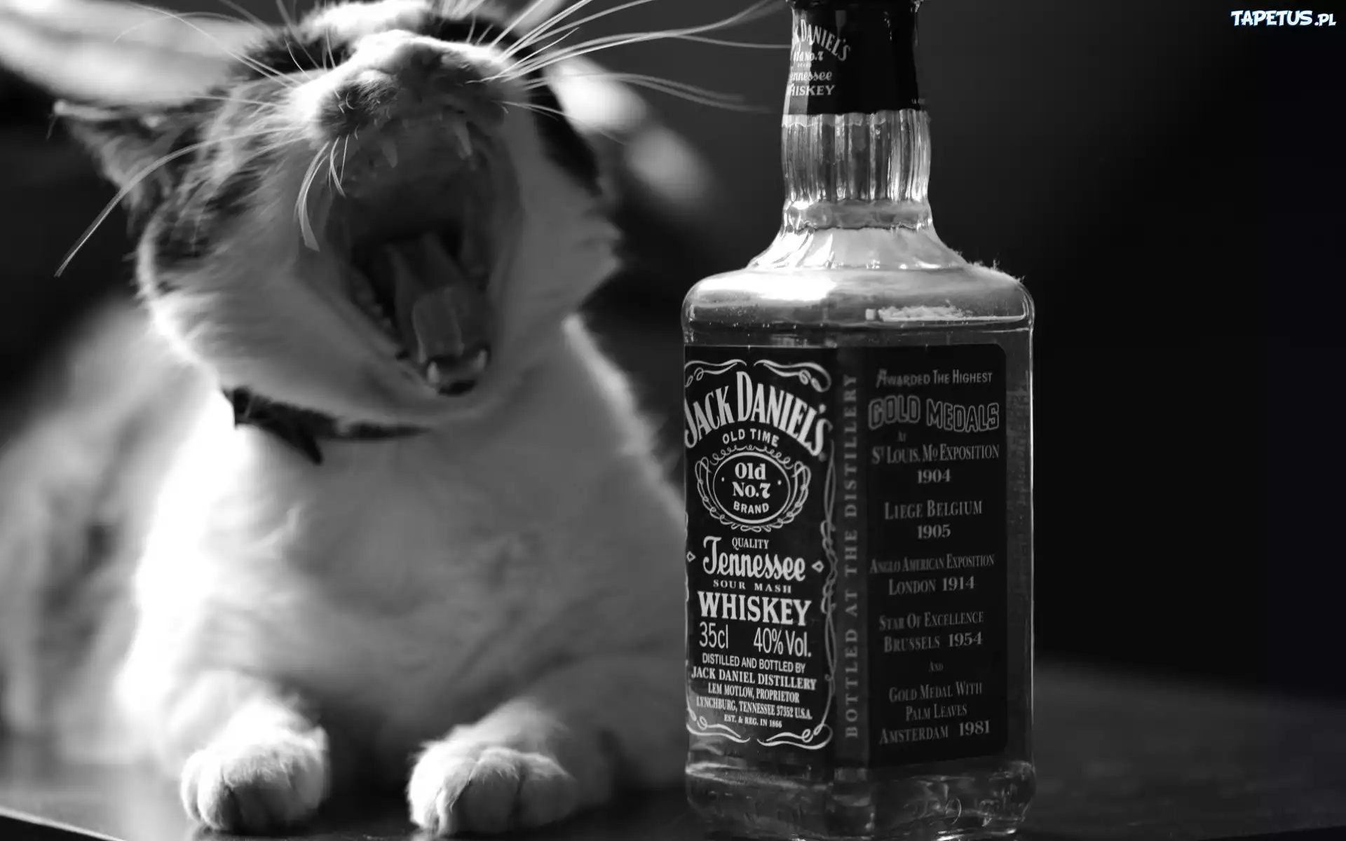Kot, Whiskey