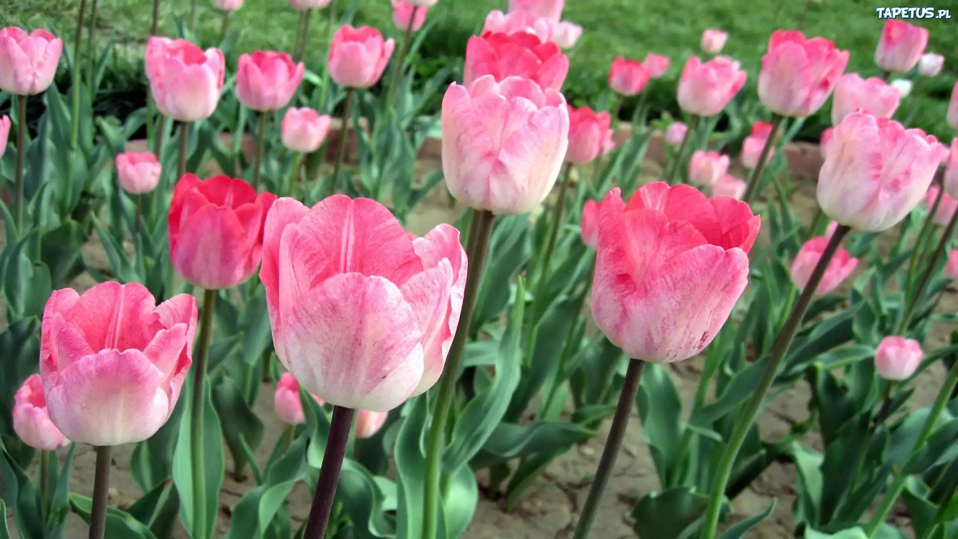 Różowe, Tulipany