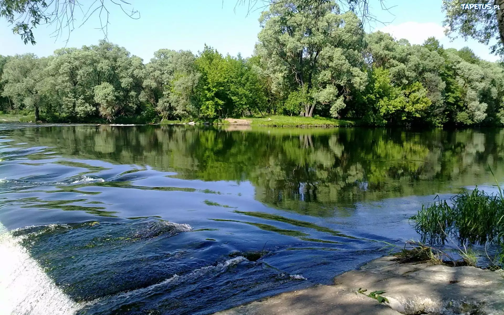 Rzeka, Las, Drzewa