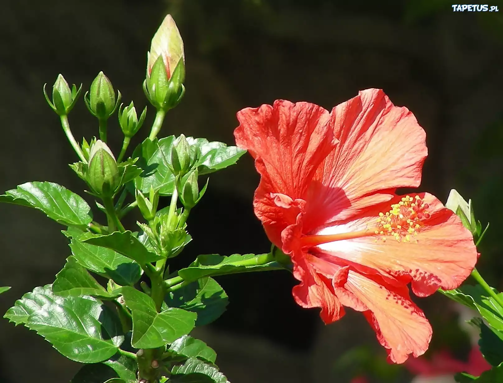 Hibiskus, Pąki, Liście