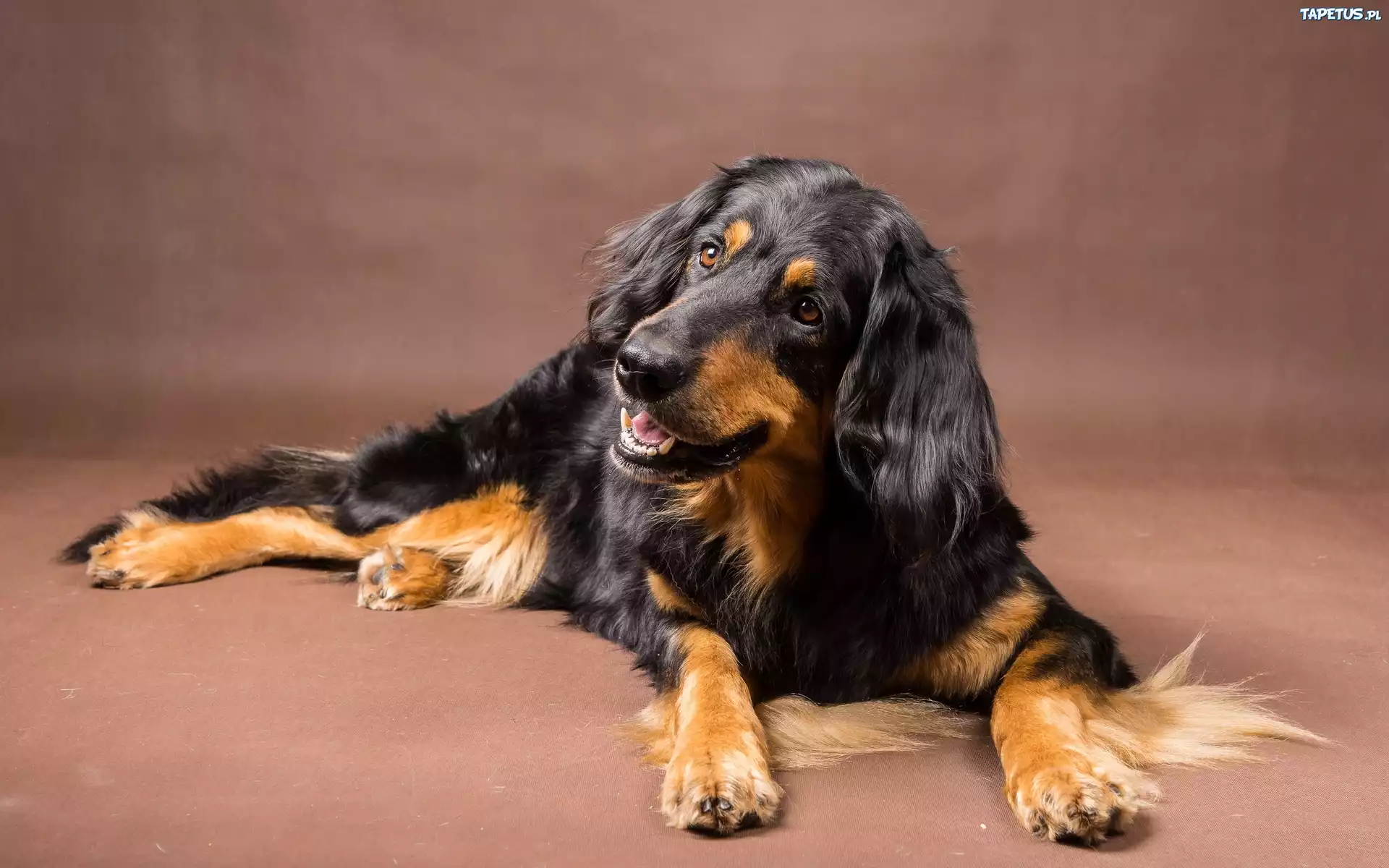 Spaniel, Angielski