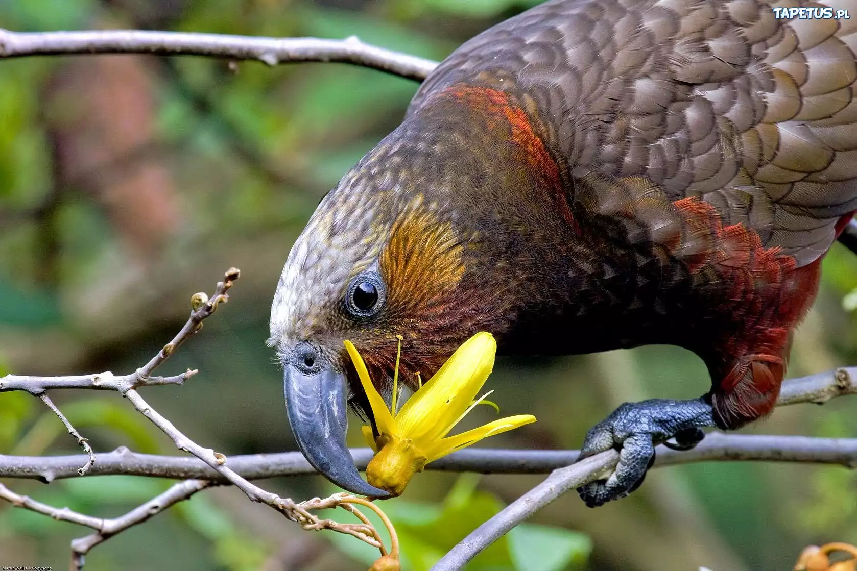 Какашки птиц. Новозеландский попугай Кеа. Попугай Кеа новая Зеландия.