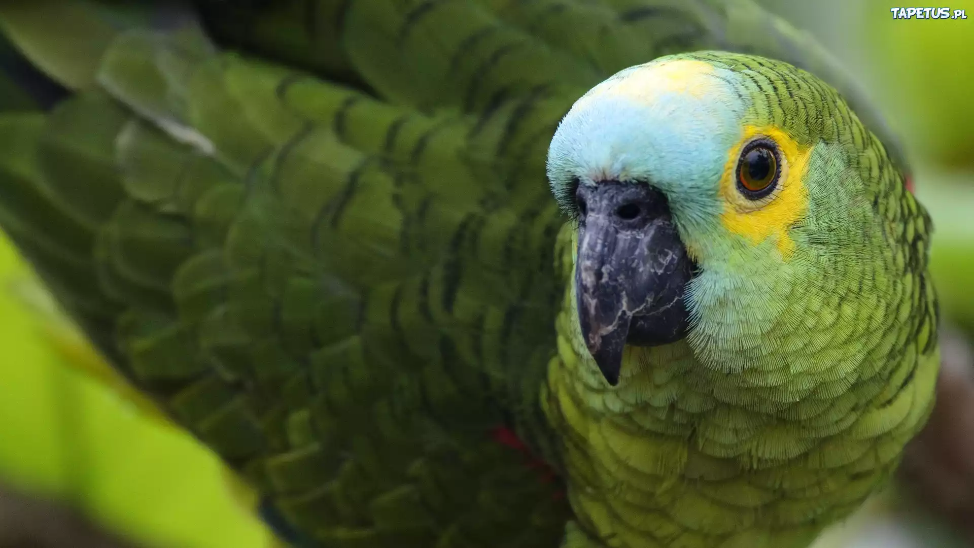Зеленый попугай перья бесплатно
