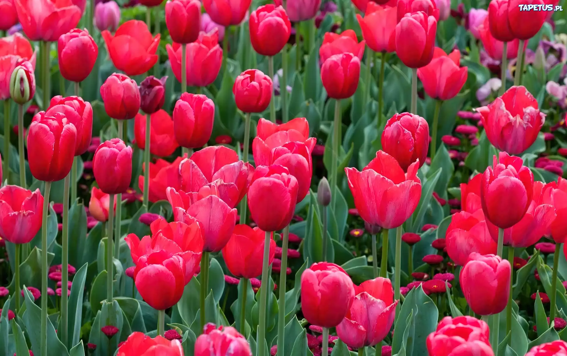Czerwone, Tulipany