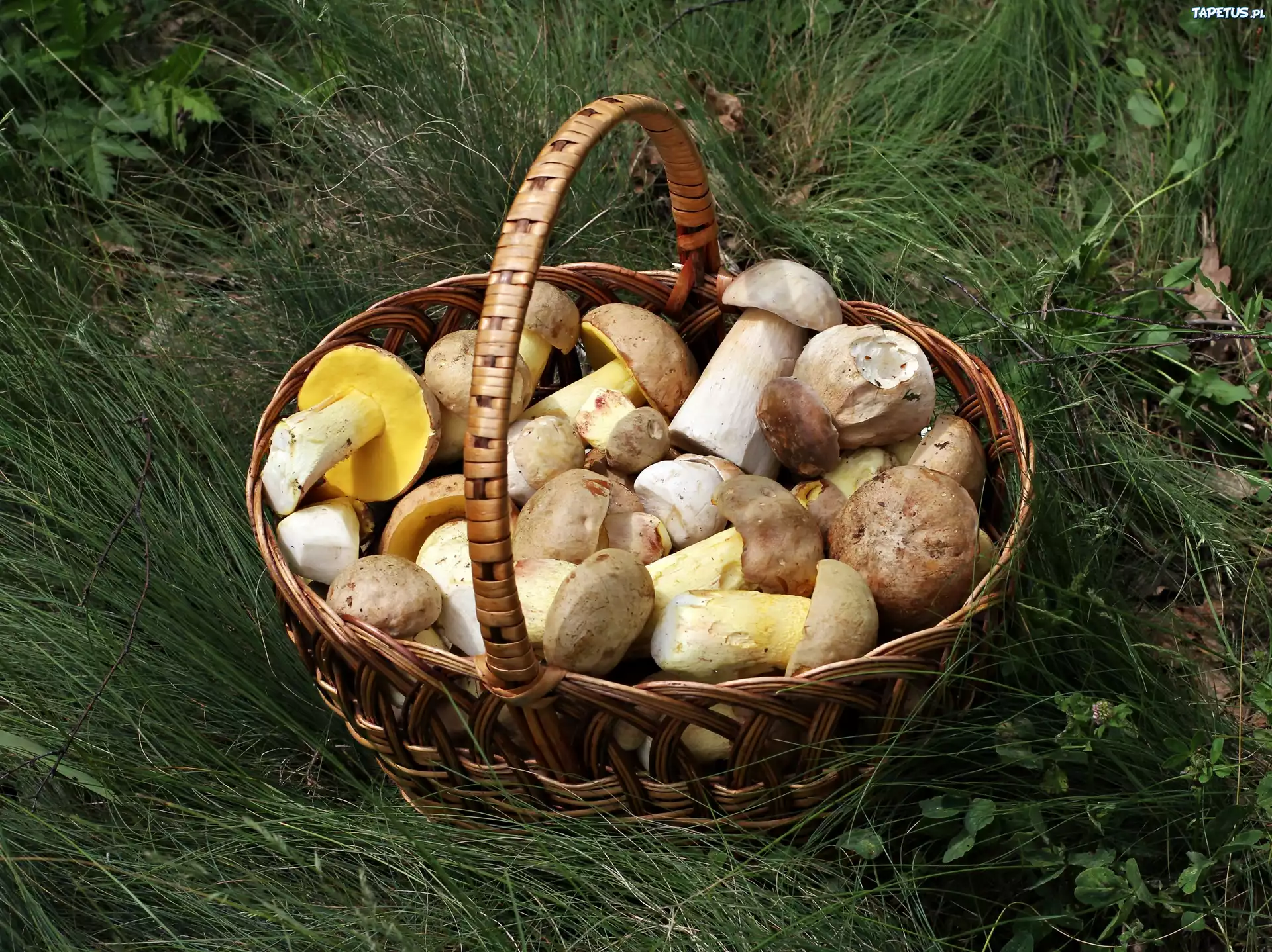 Trawa, Kosz, Grzybów