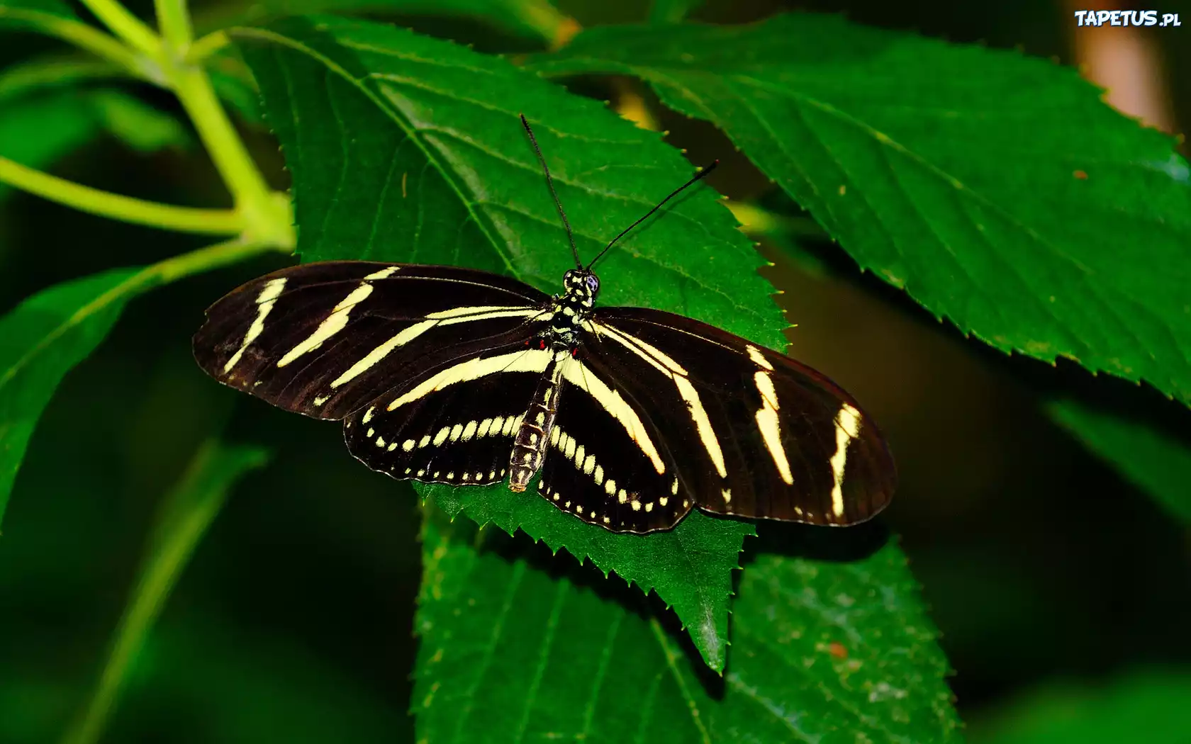 Piękny, Motyl, Liście