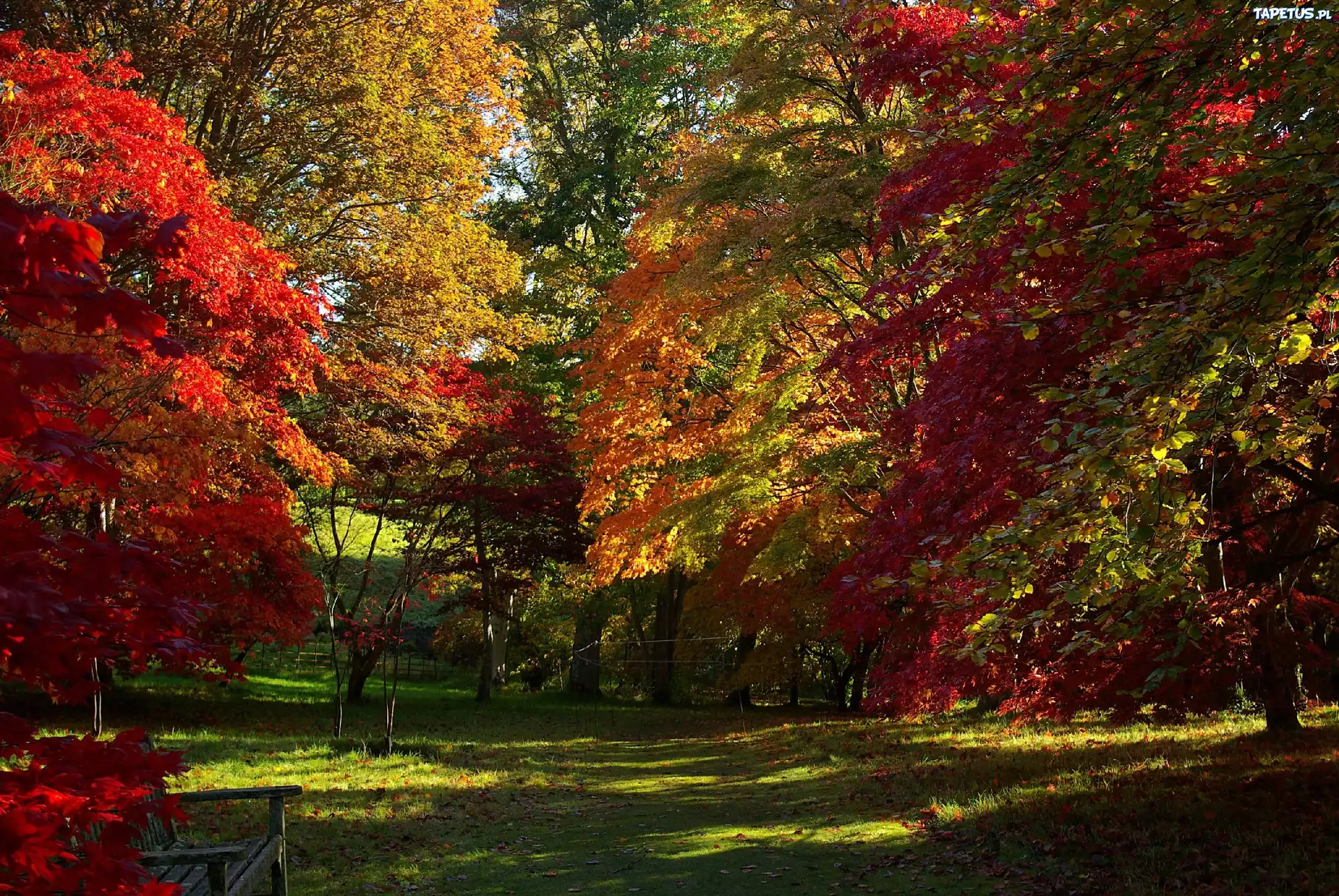 Park, Ławka, Jesień