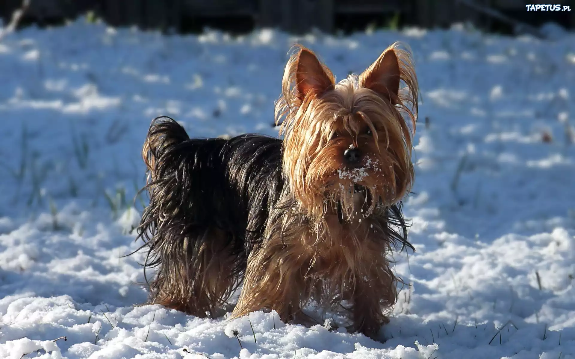 Yorkshire Terrier, Śnieg