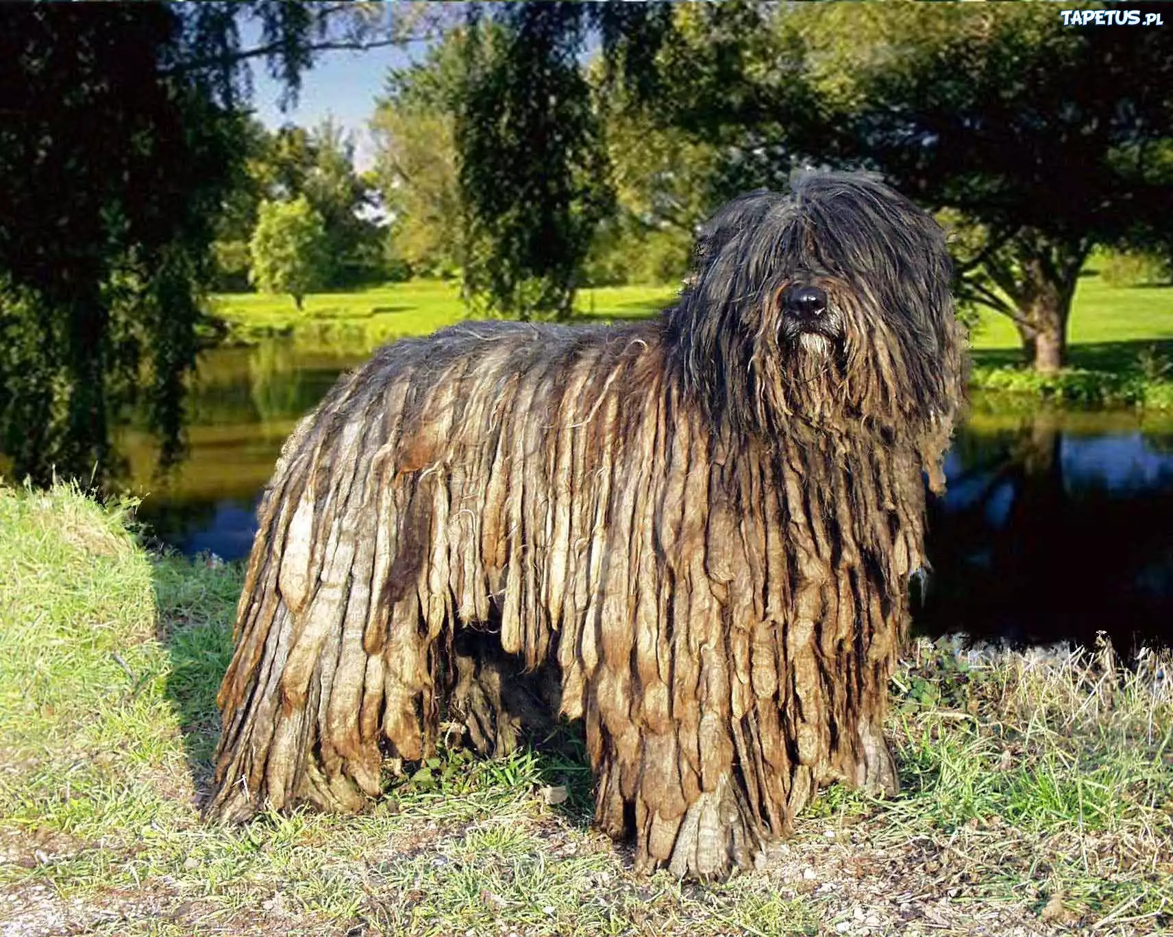 Bergamasco, park