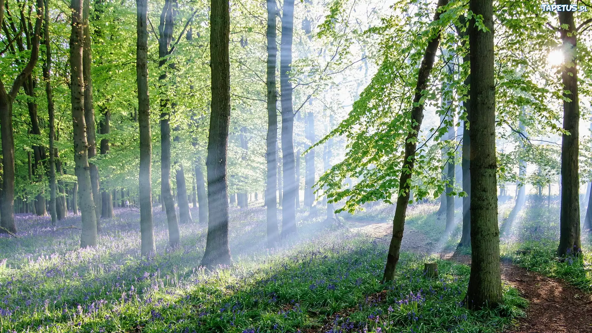 Las, Ścieżka, Kwiatki, Promienie, Słońca