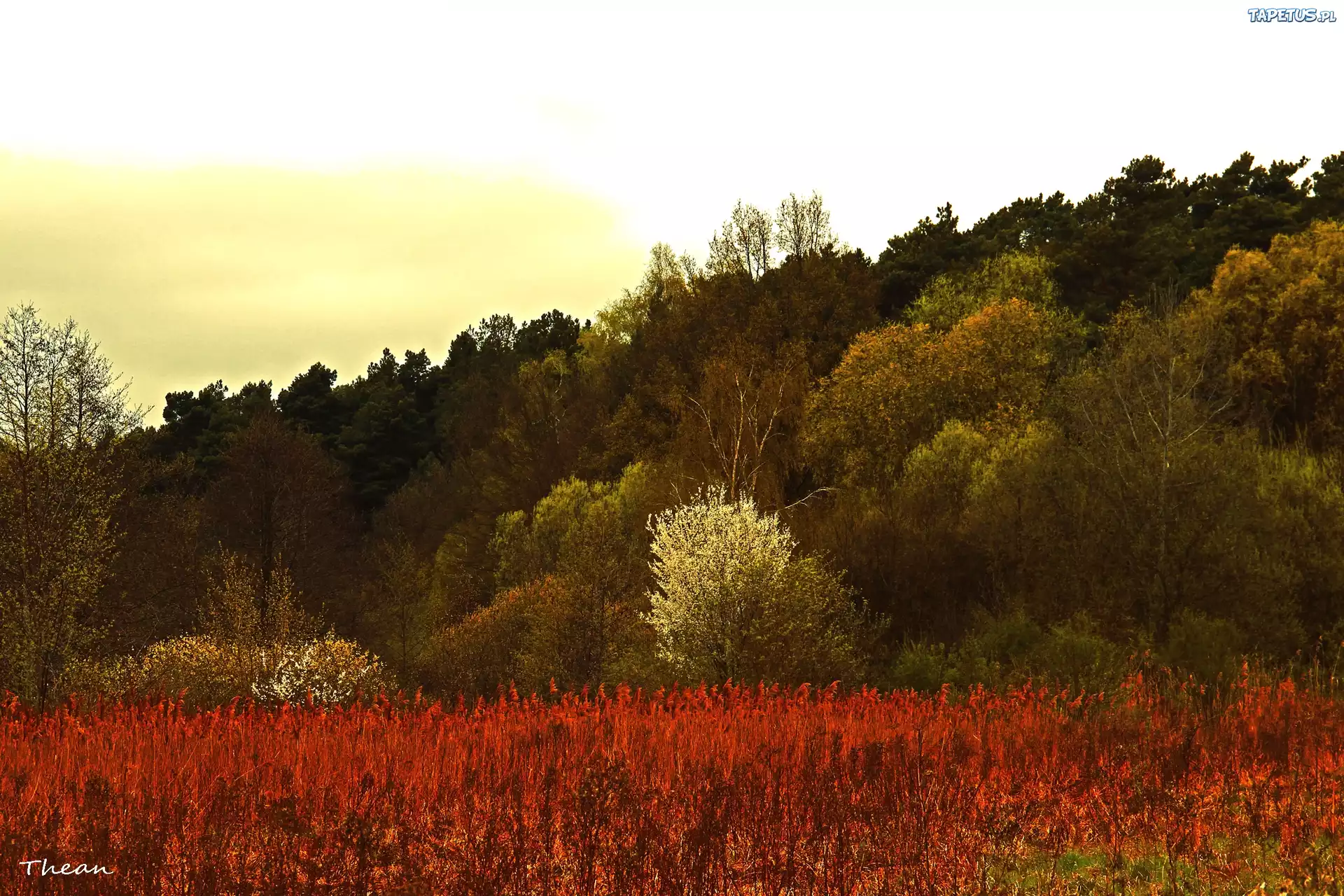 Drzewa, Trawy, Wiosna