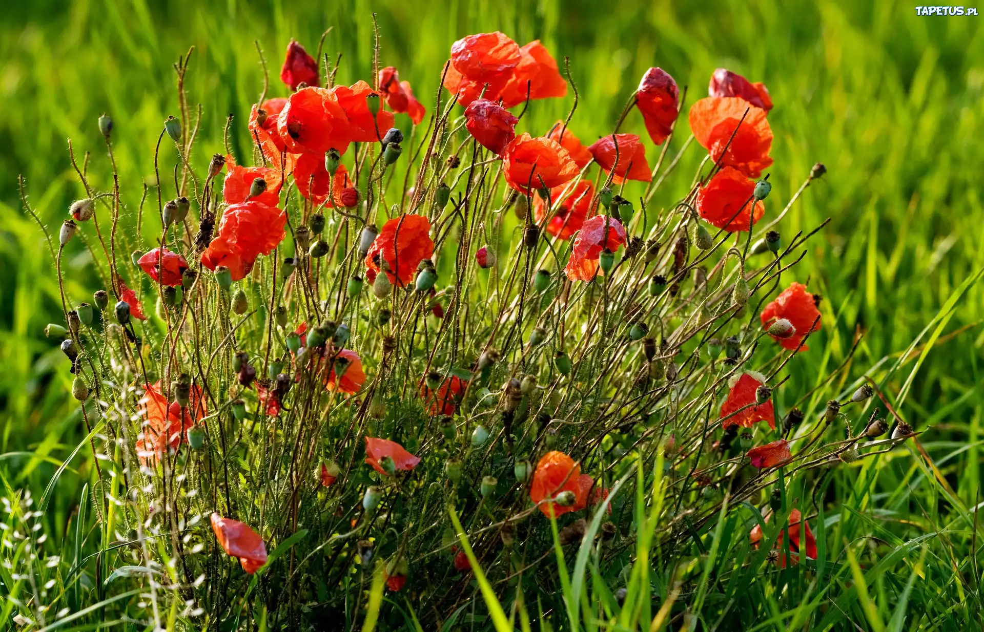 цветы маки трава flowers Maki grass без смс