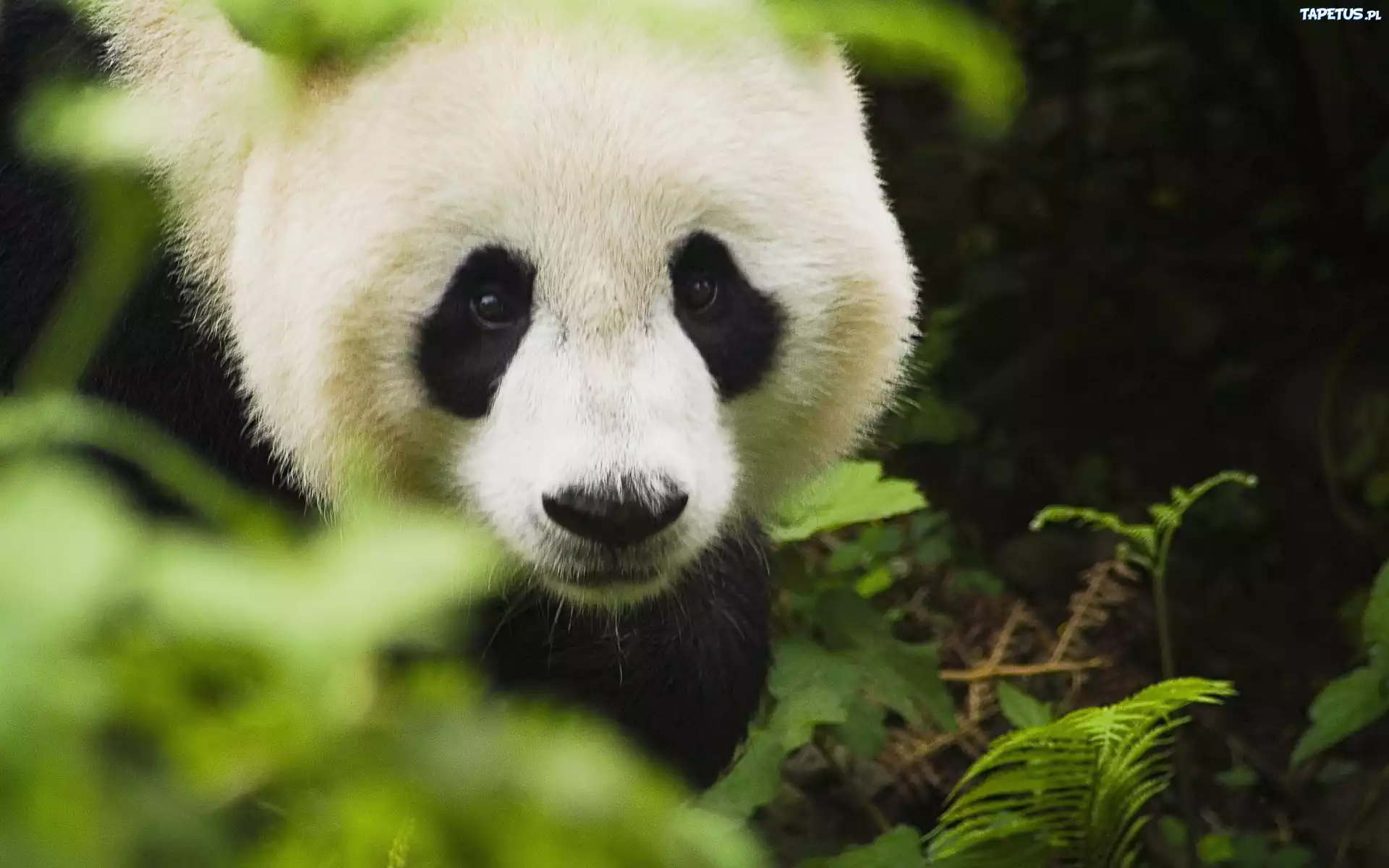 Panda, Głowa