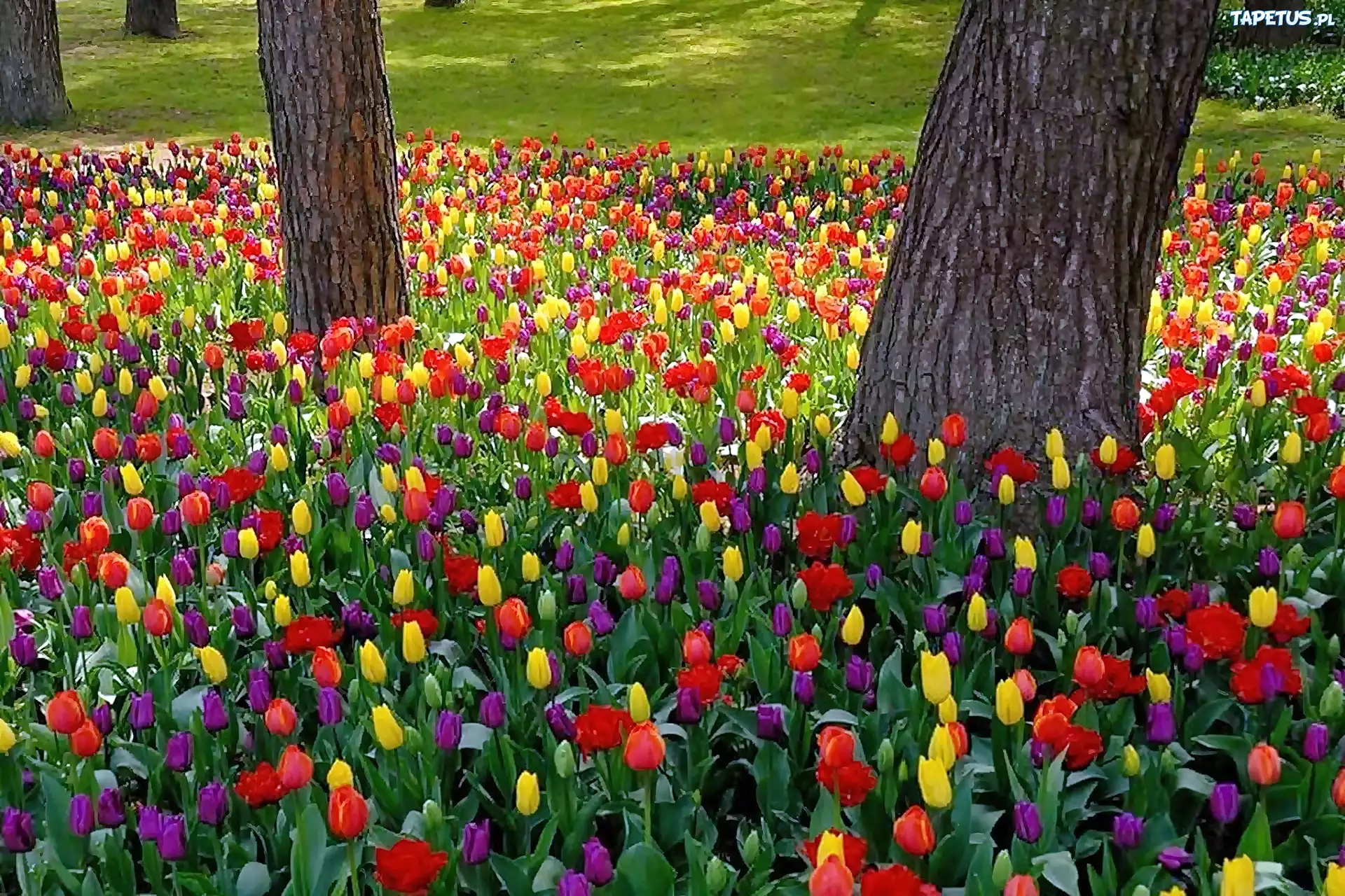Май ярких цветов. Яркие цветы. Яркие тюльпаны. Тюльпаны разноцветные.
