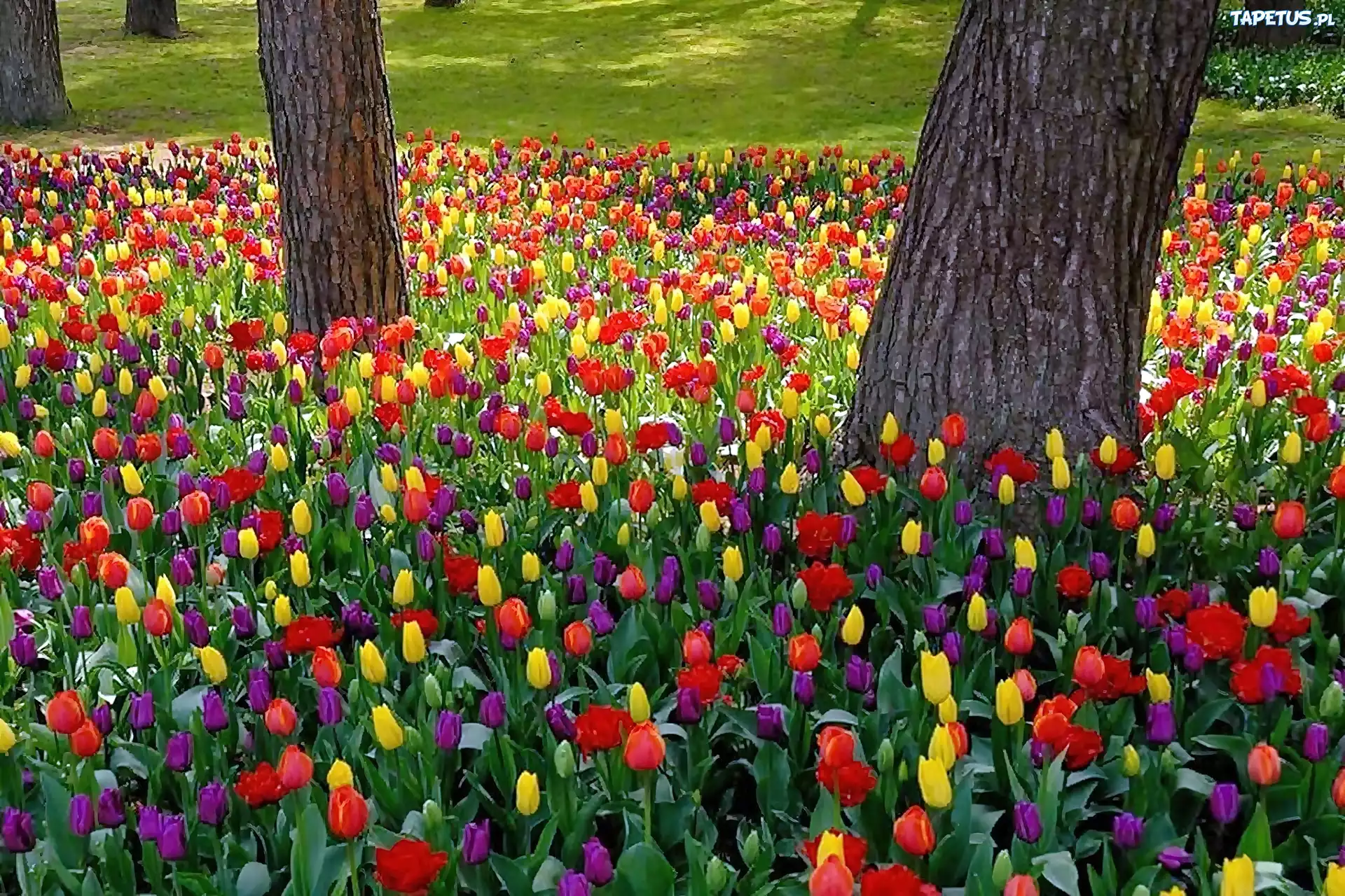 Park, Kolorowe, Tulipany
