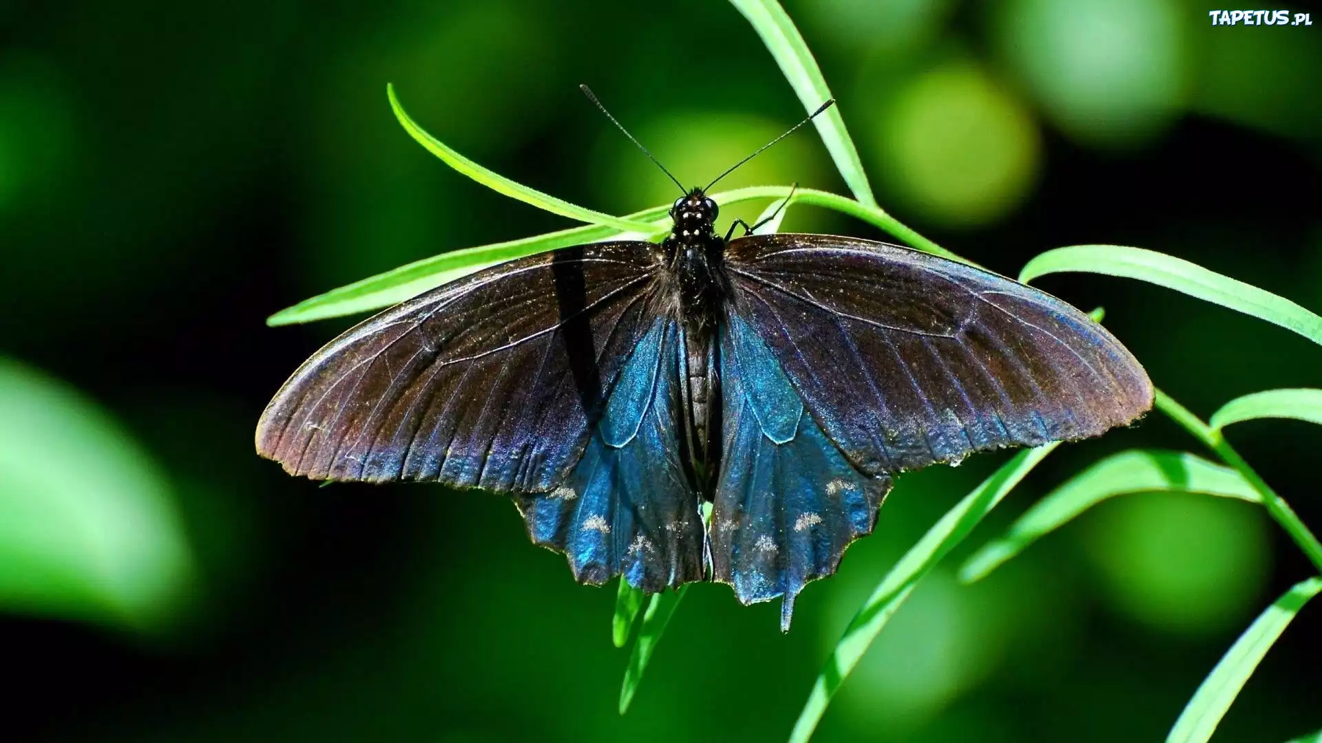 Piękny, Motyl, Trawa
