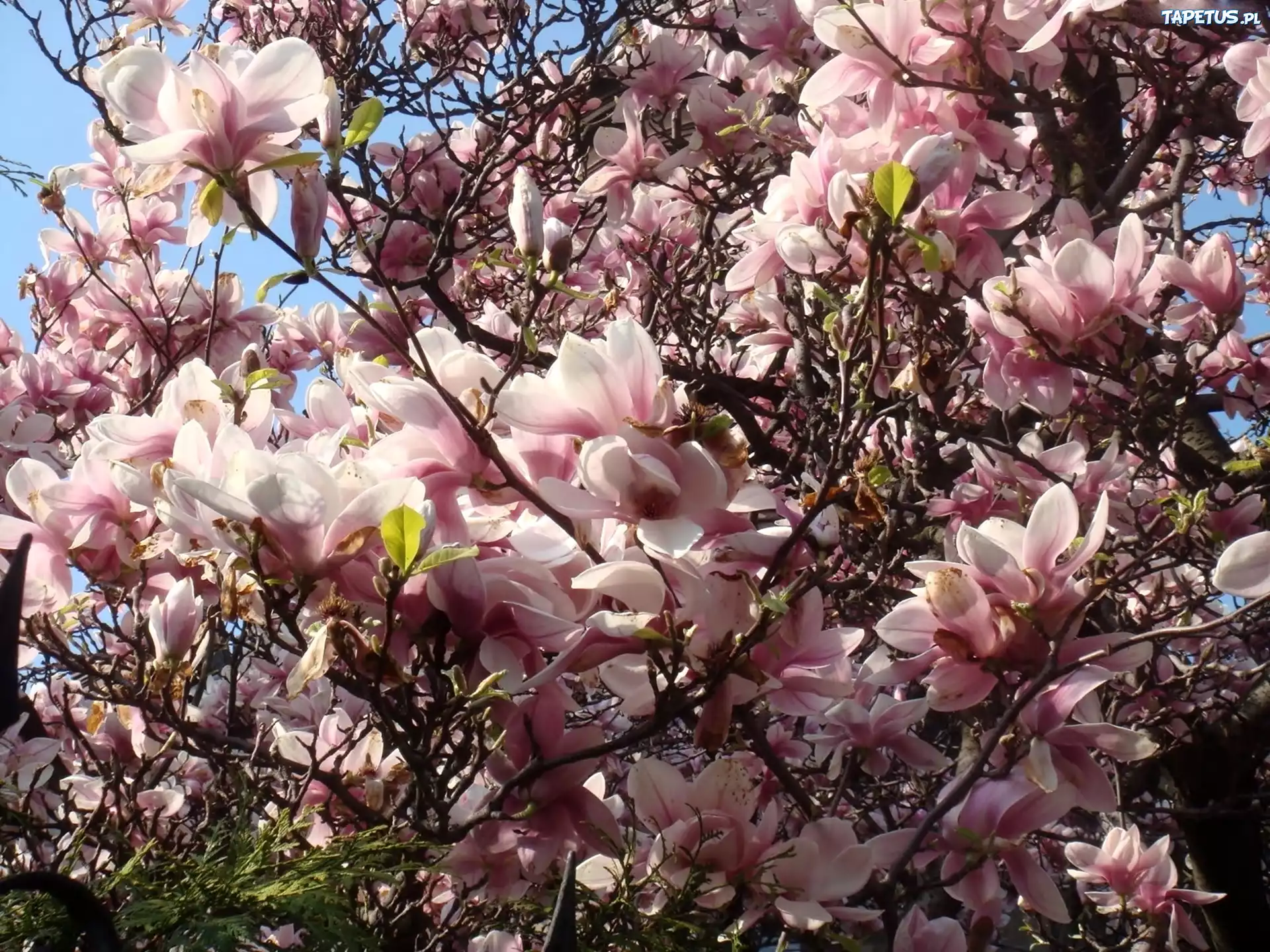 Kwiaty, Magnolia