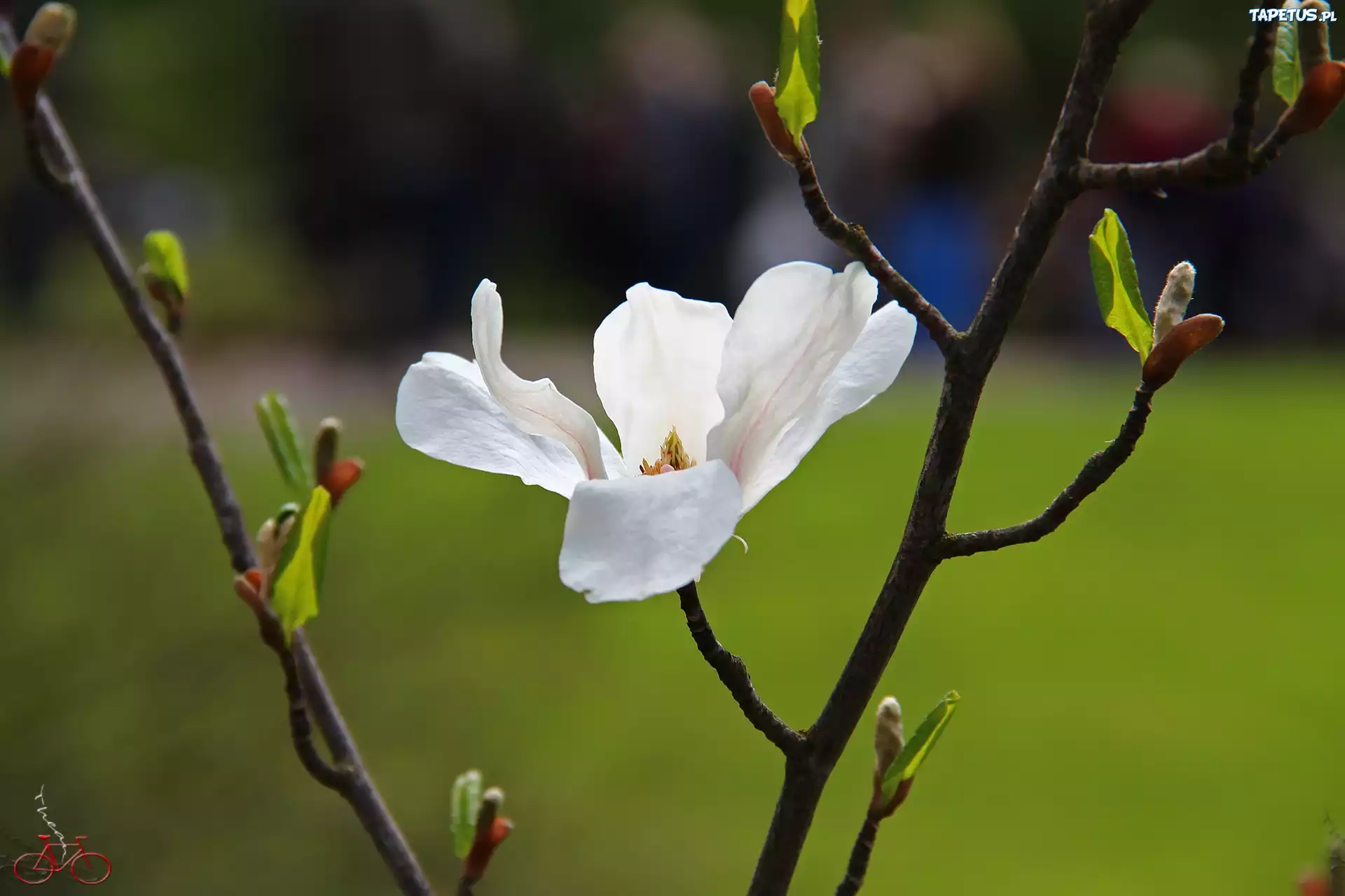 Magnolia Japońska, Biały, Kwiat