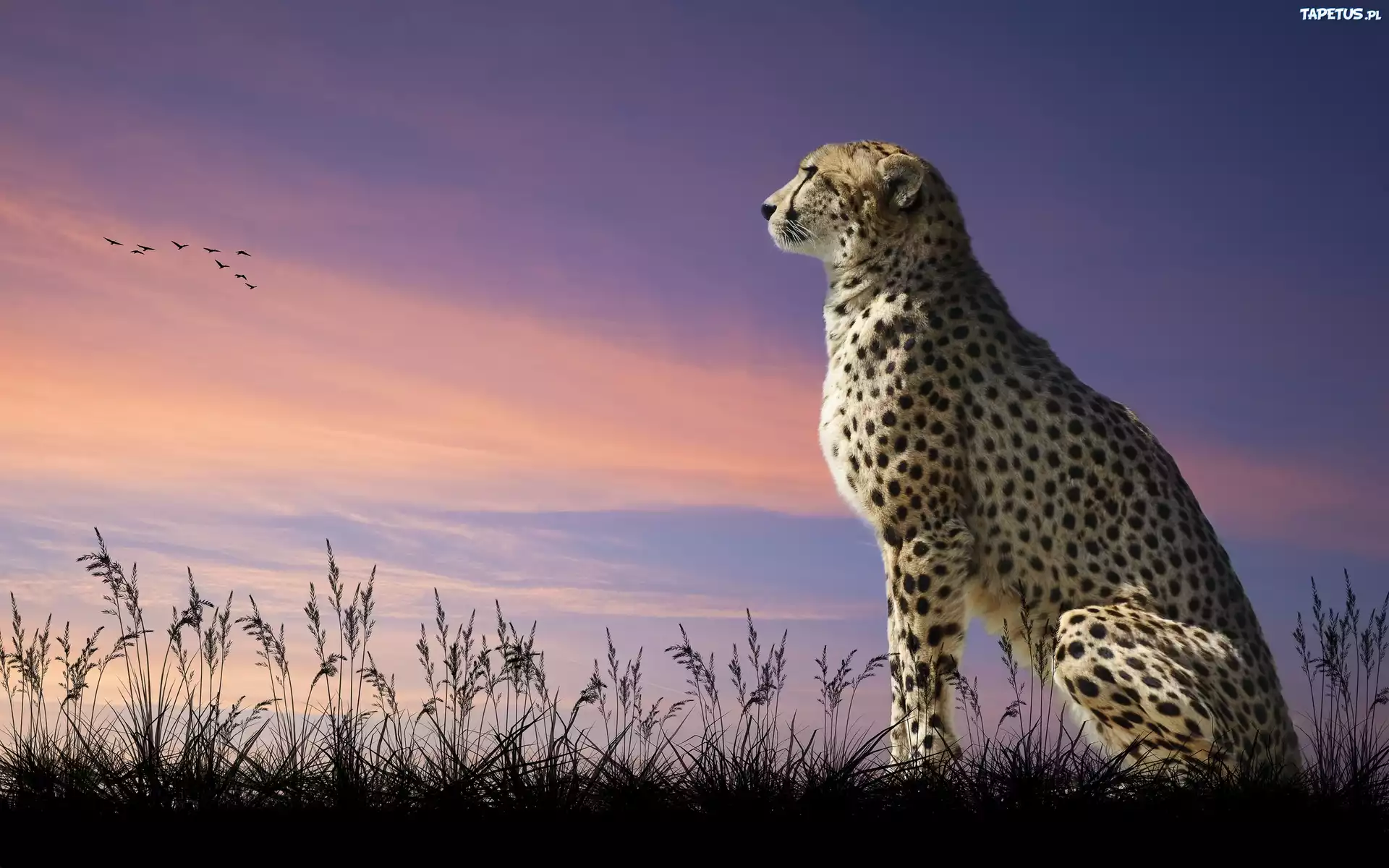 Gepard, Zachód, Słońca