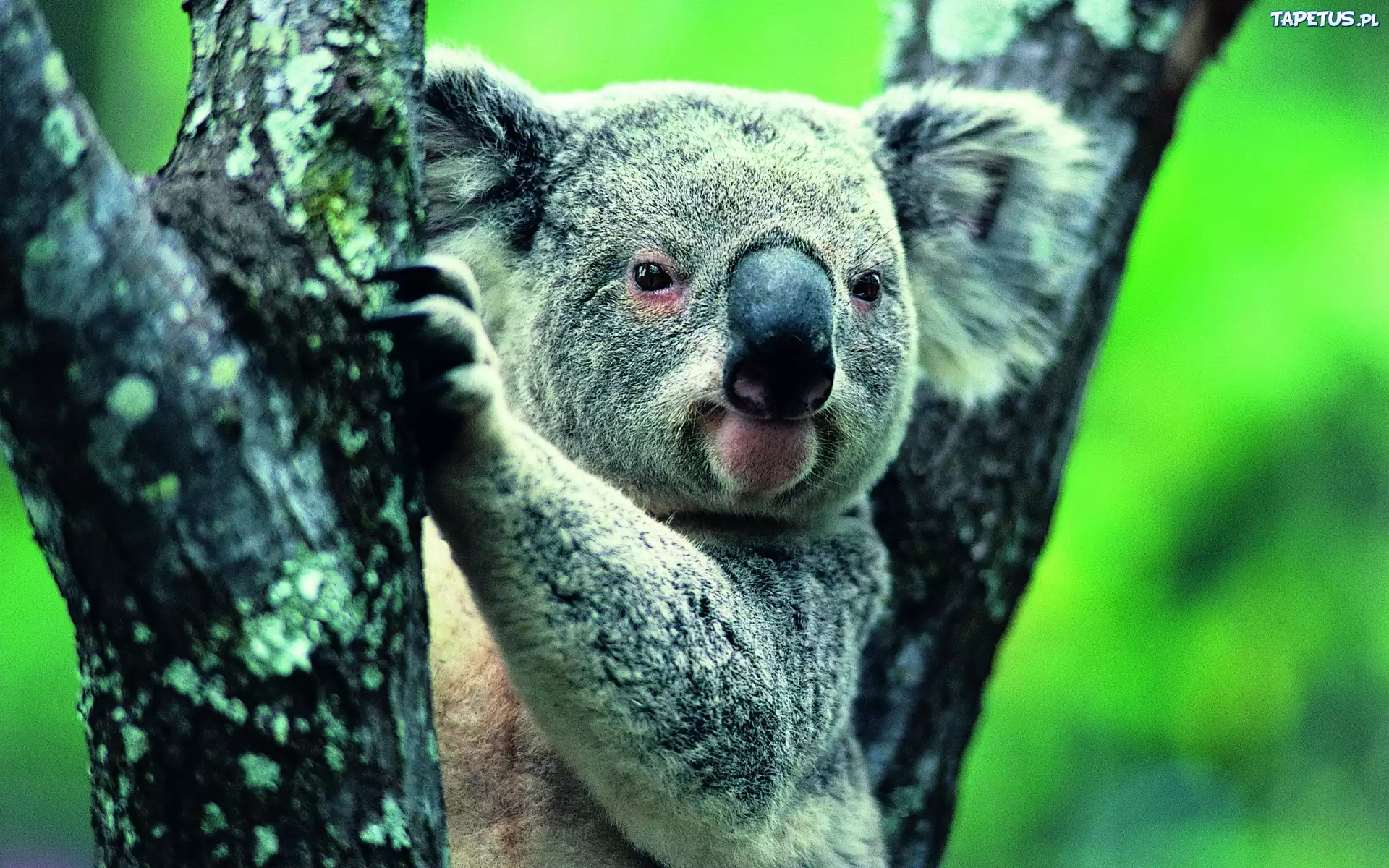 Miś, Koala, Drzewo