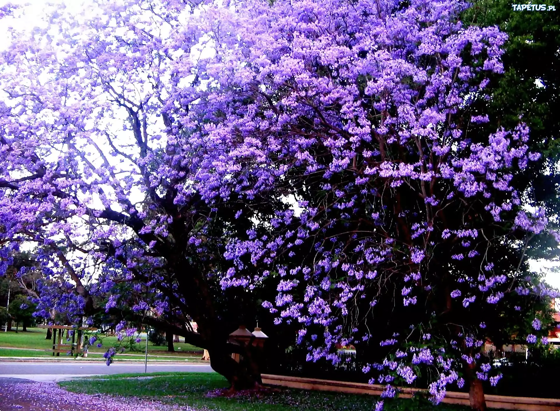 Park, Kwitnąca, Jacaranda