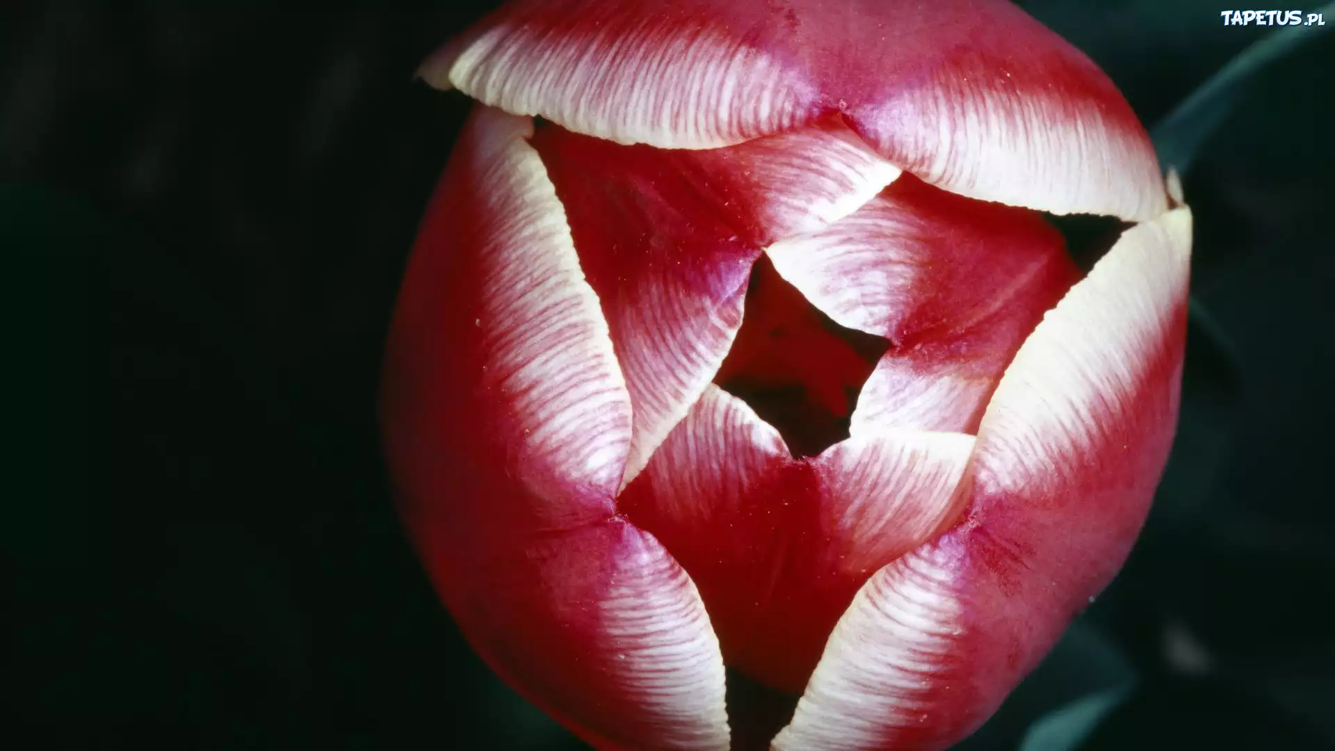 Tulipan