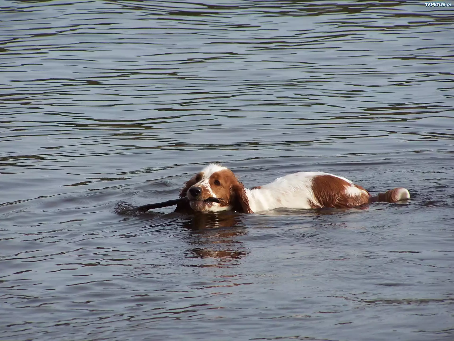 płynący, Springer spaniel walijski, kij, woda