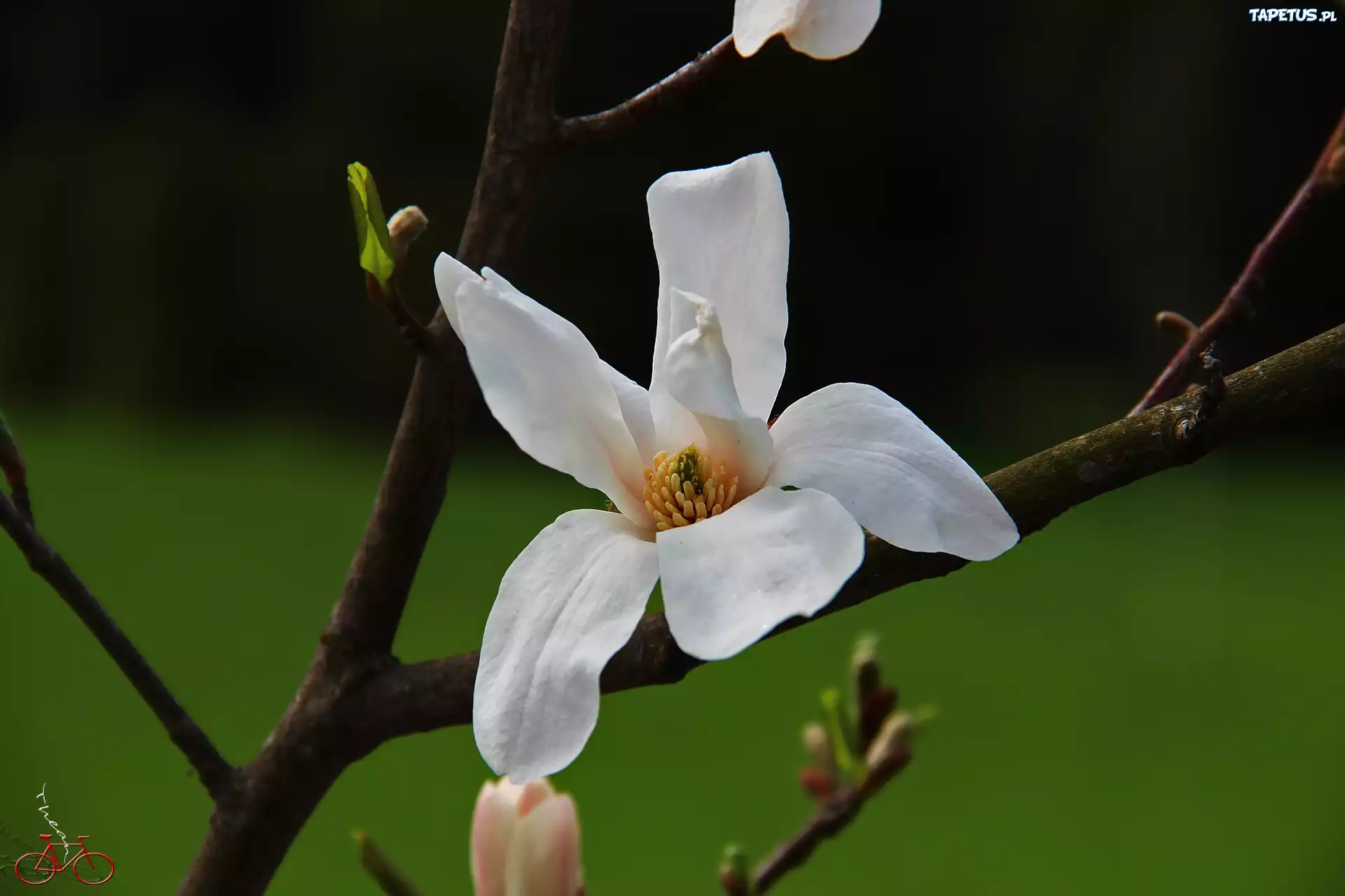 Magnolia Japońska, Biały, Kwiat