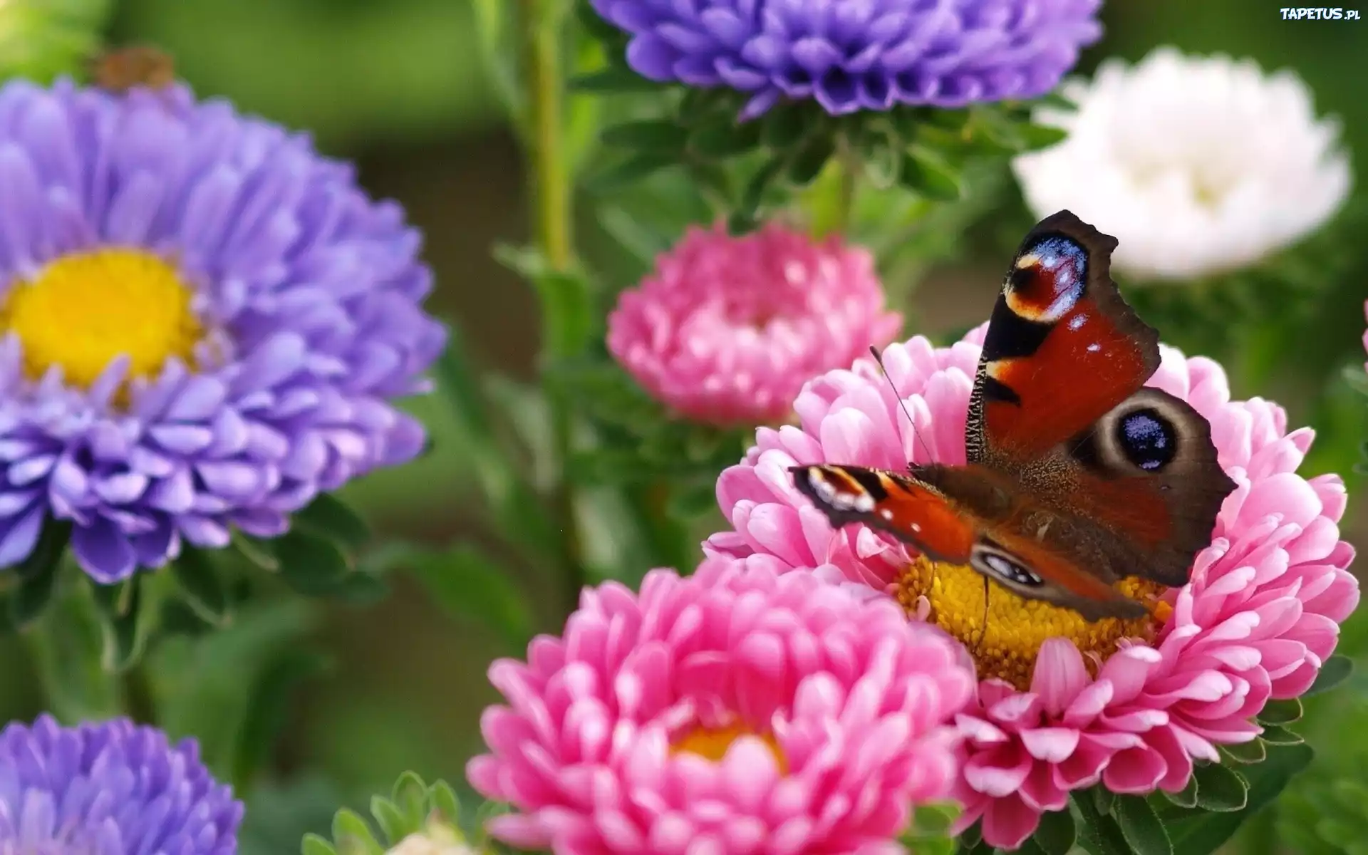 Motyl, Kolorowe, Kwiaty