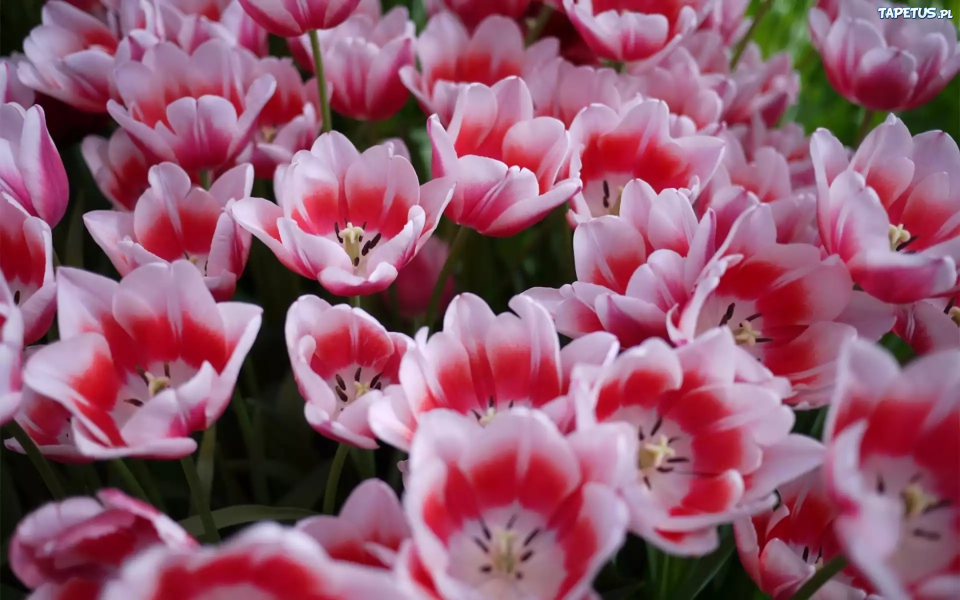 Kolorowe, Tulipany