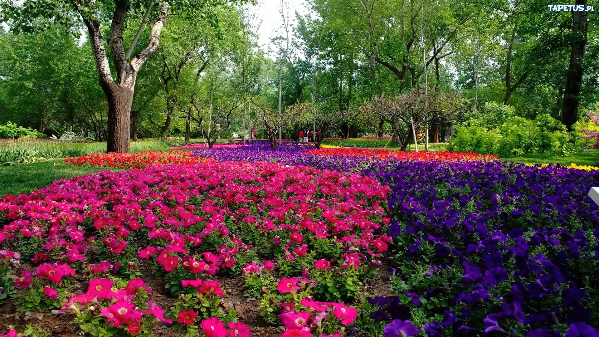 Park, Kwiaty