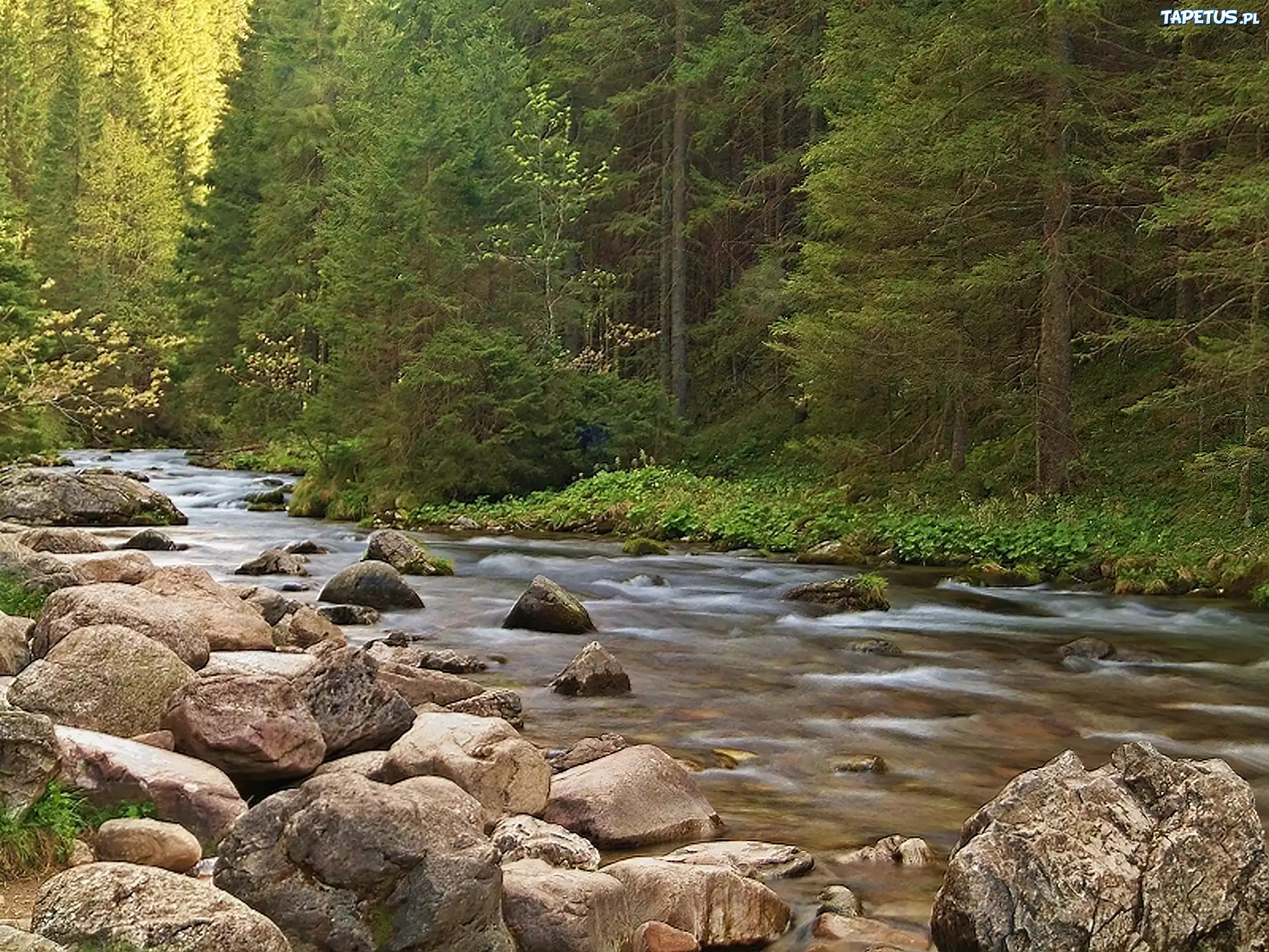 Potok, Skały, Las