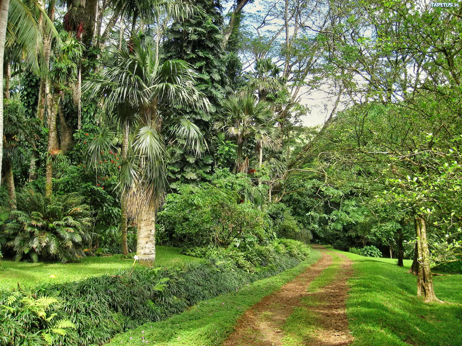 Park, Ścieżka, Palmy