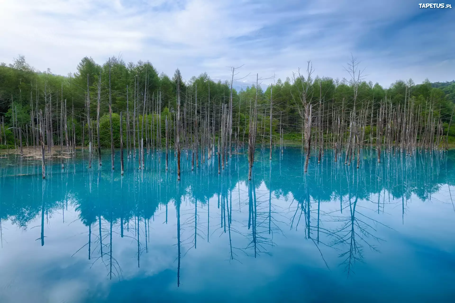Błękitny, Staw, Hokkaido, Japonia, Drzewa
