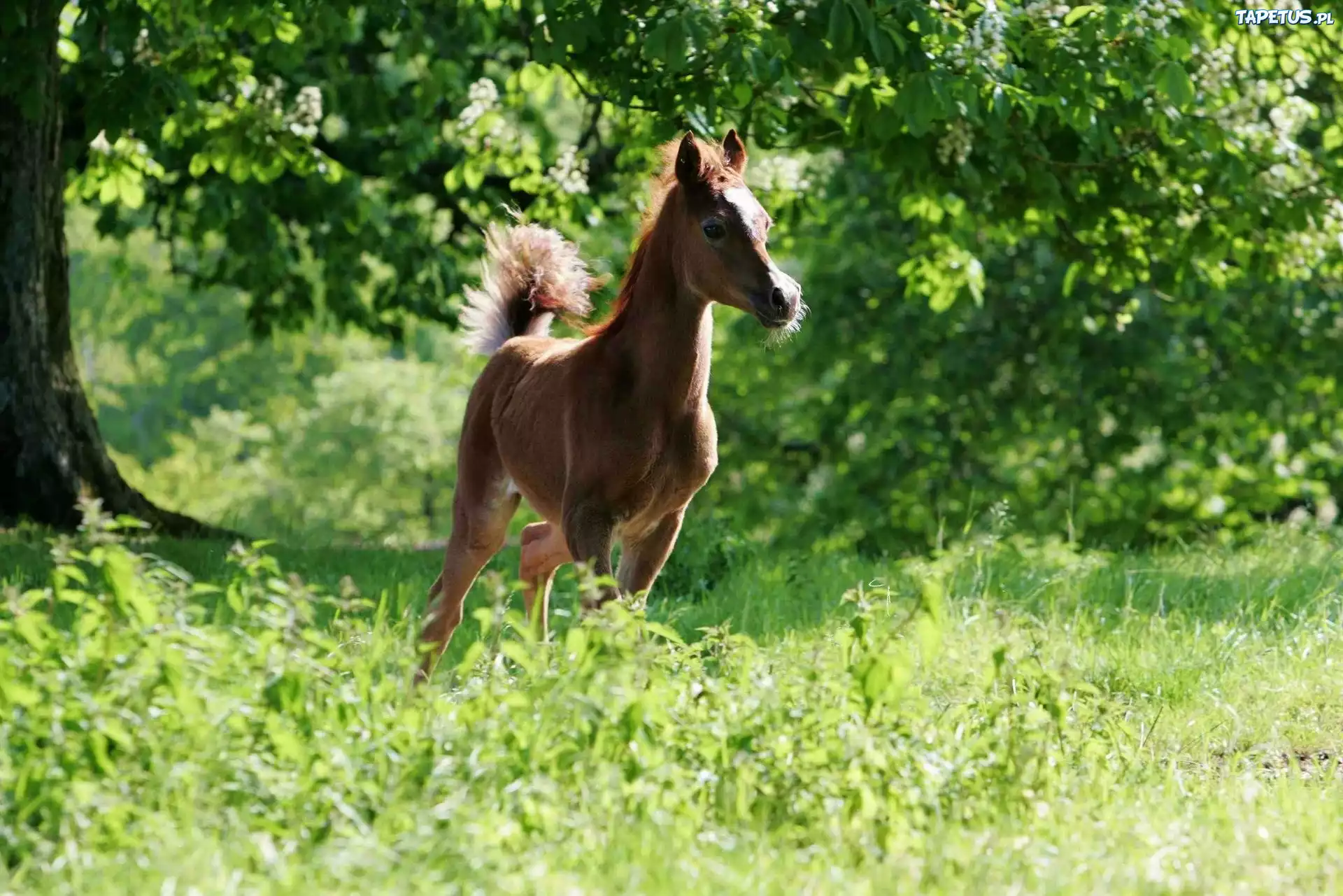 Źrebak, Arab, Zieleń