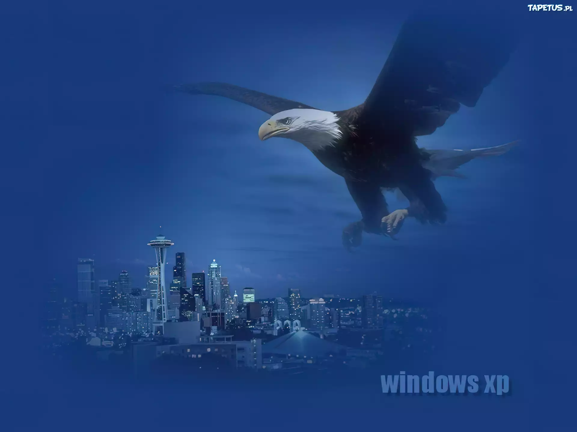 Windows XP, microsoft, miasto, orzeł, bielik