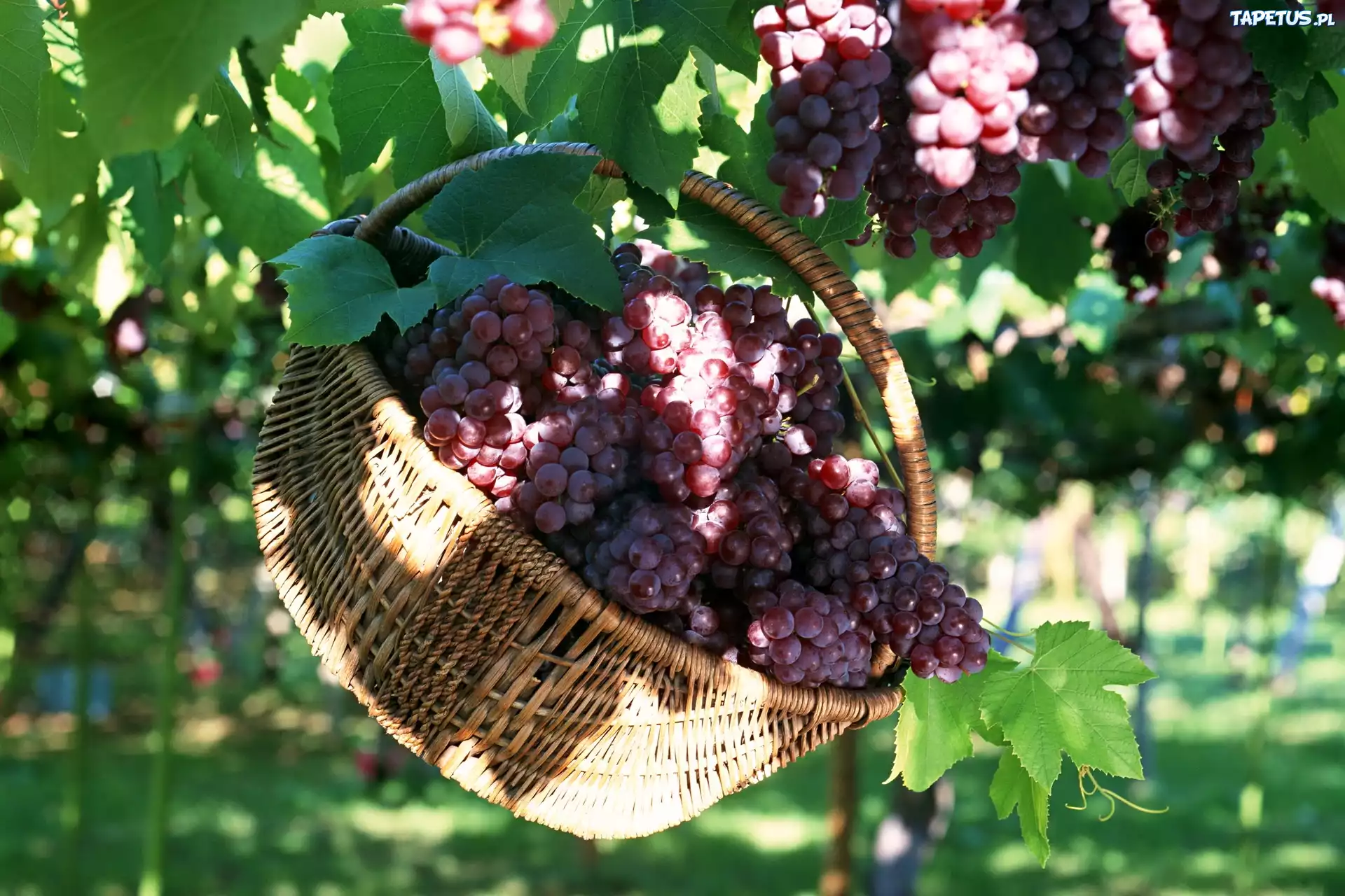 Plantacja, Winogron, Kosz, Przebijające, Światło